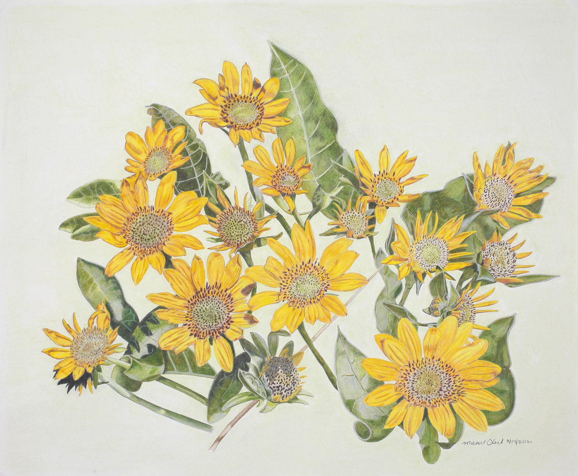 Arrowleaf Balsamroot, Balsamorhiza  sagittata