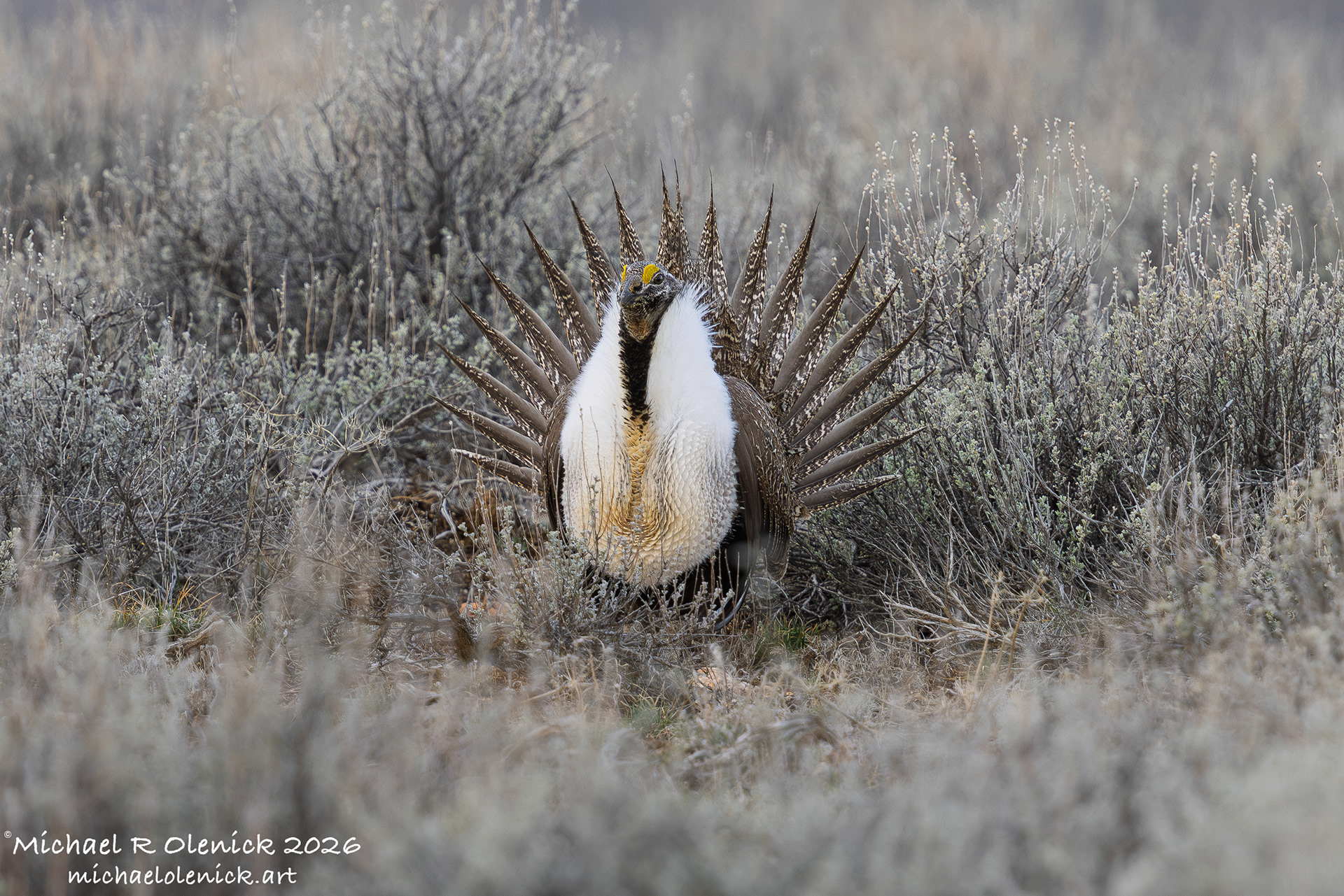 Greater Sage-Grouse