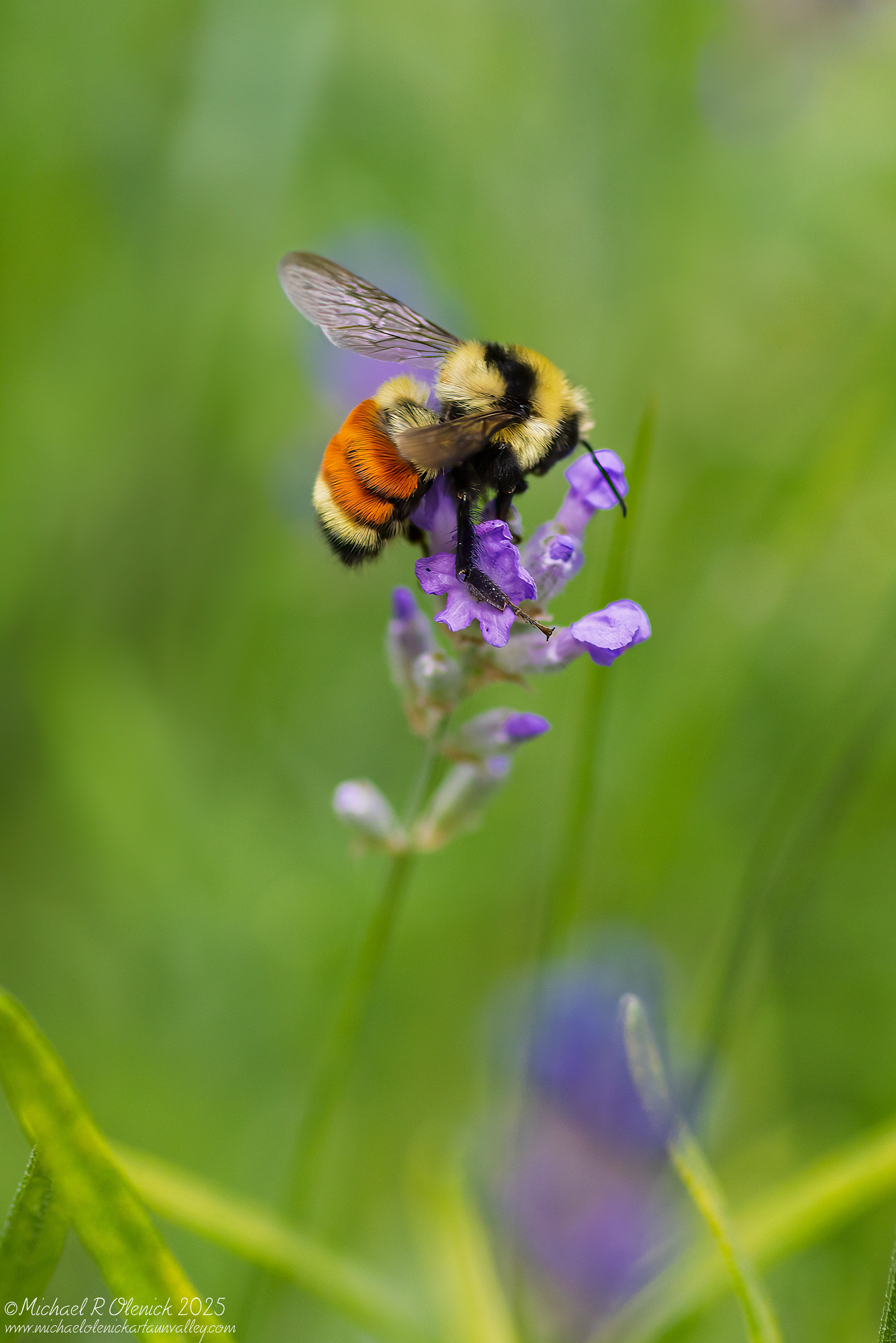 Hunt's Bumble Bee on Lavender