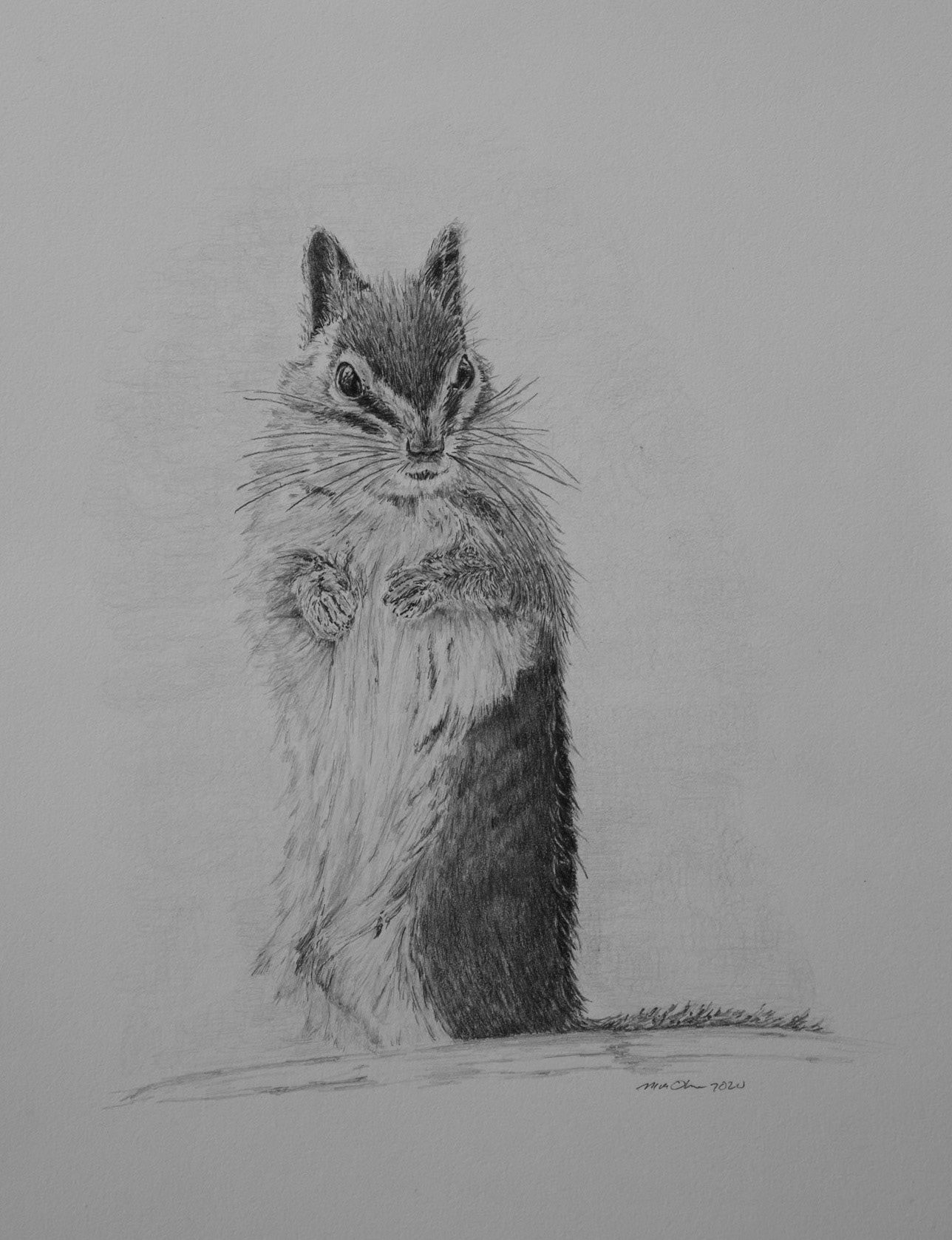 Least Chipmunk (Sold)