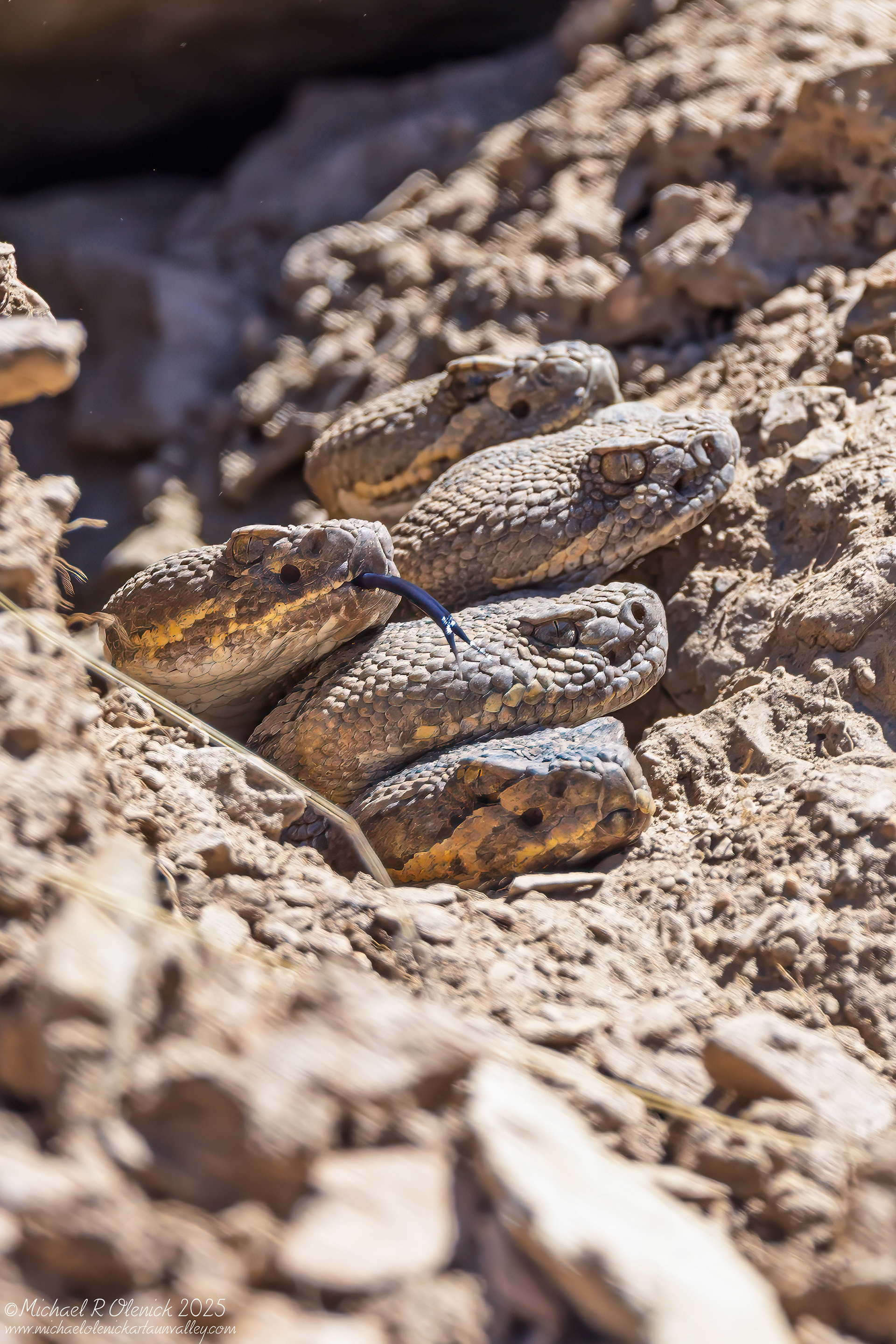 Rattlesnakes