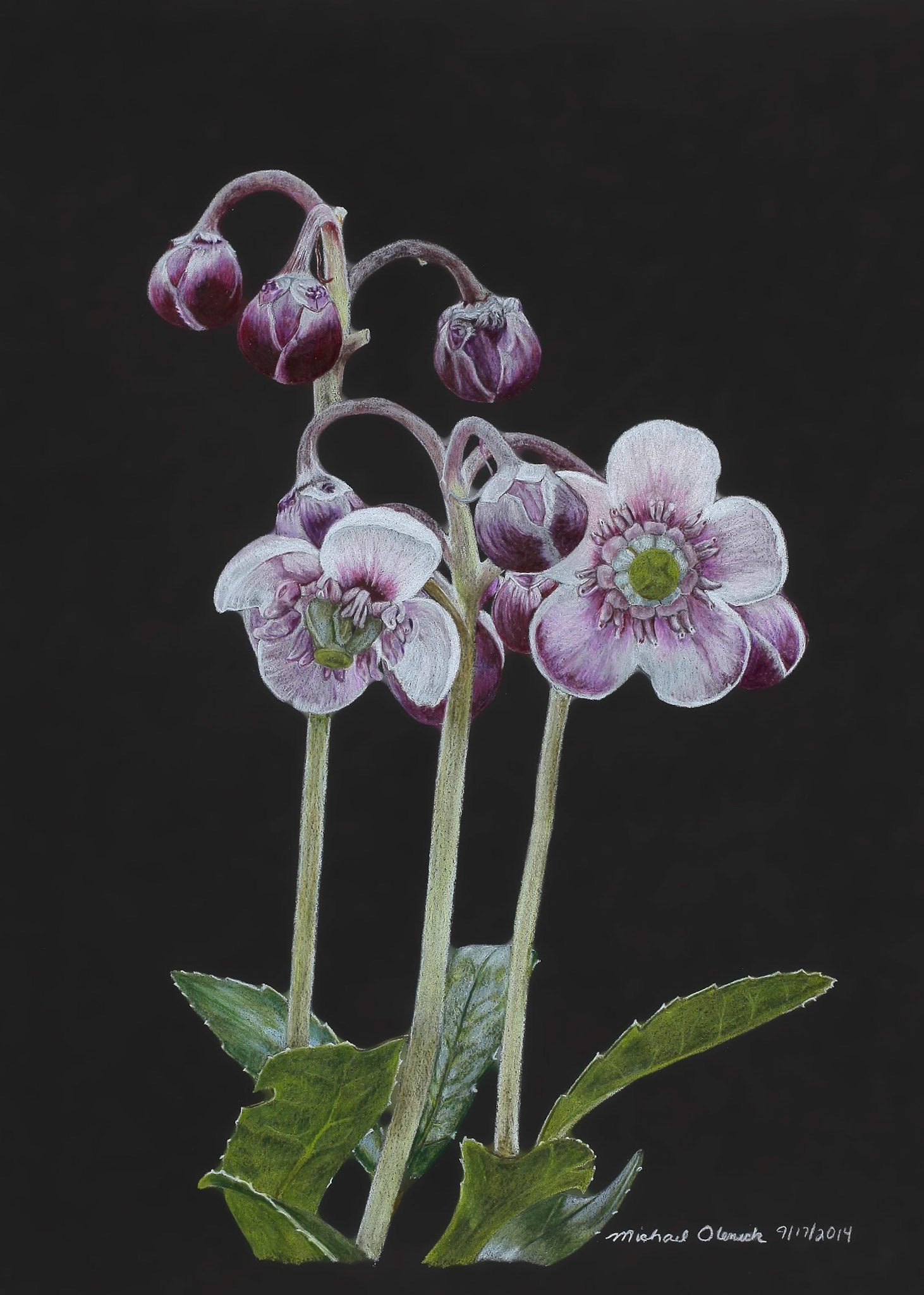 Pipsissewa