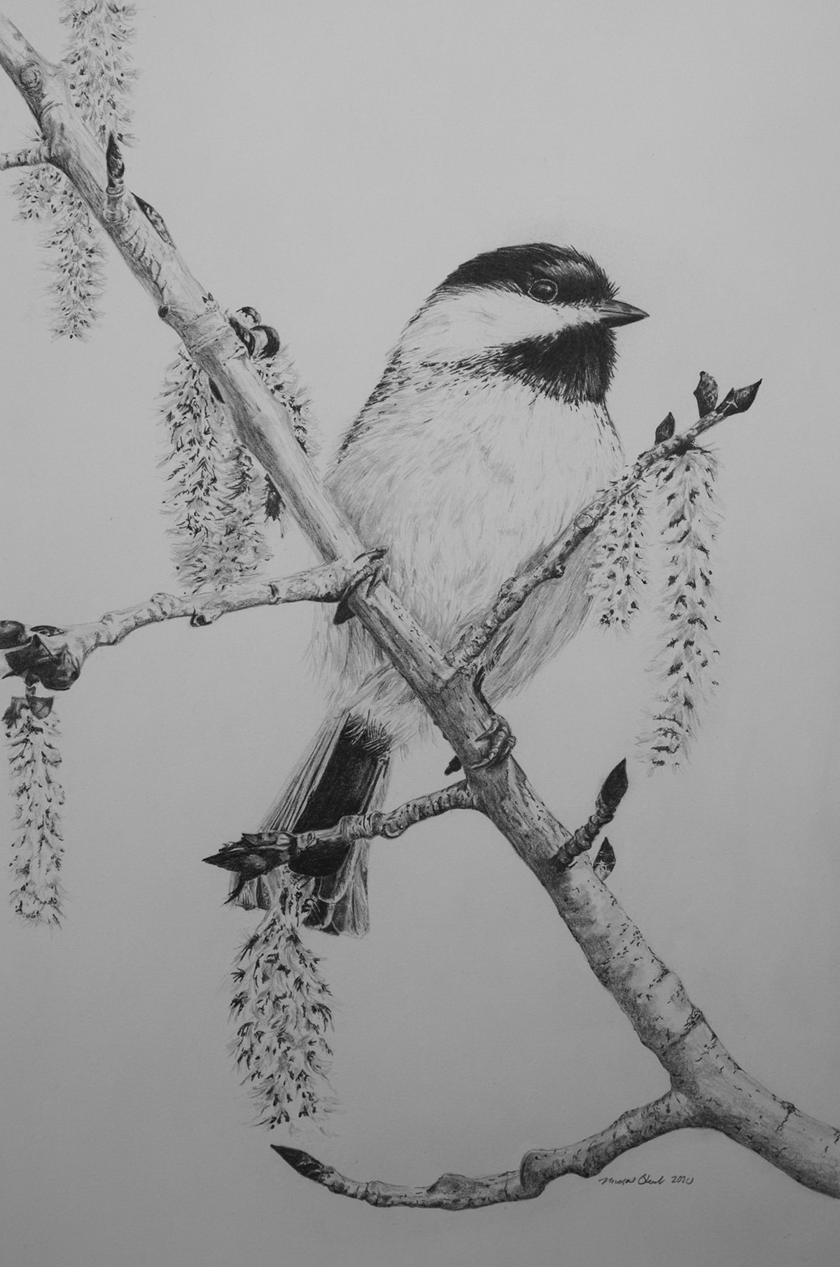 Black-capped Chickadee