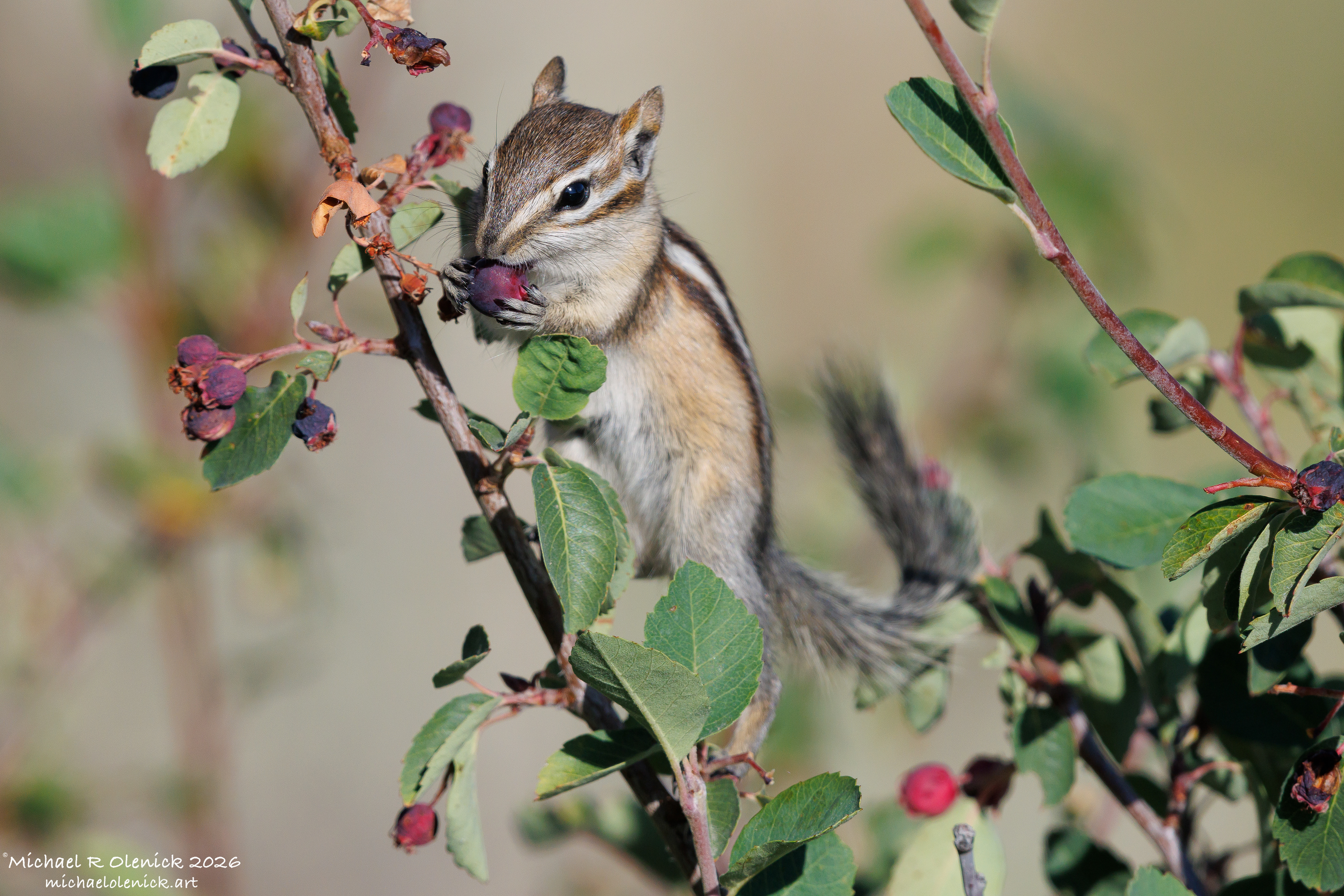 Chipmunk Eating Serviceberry