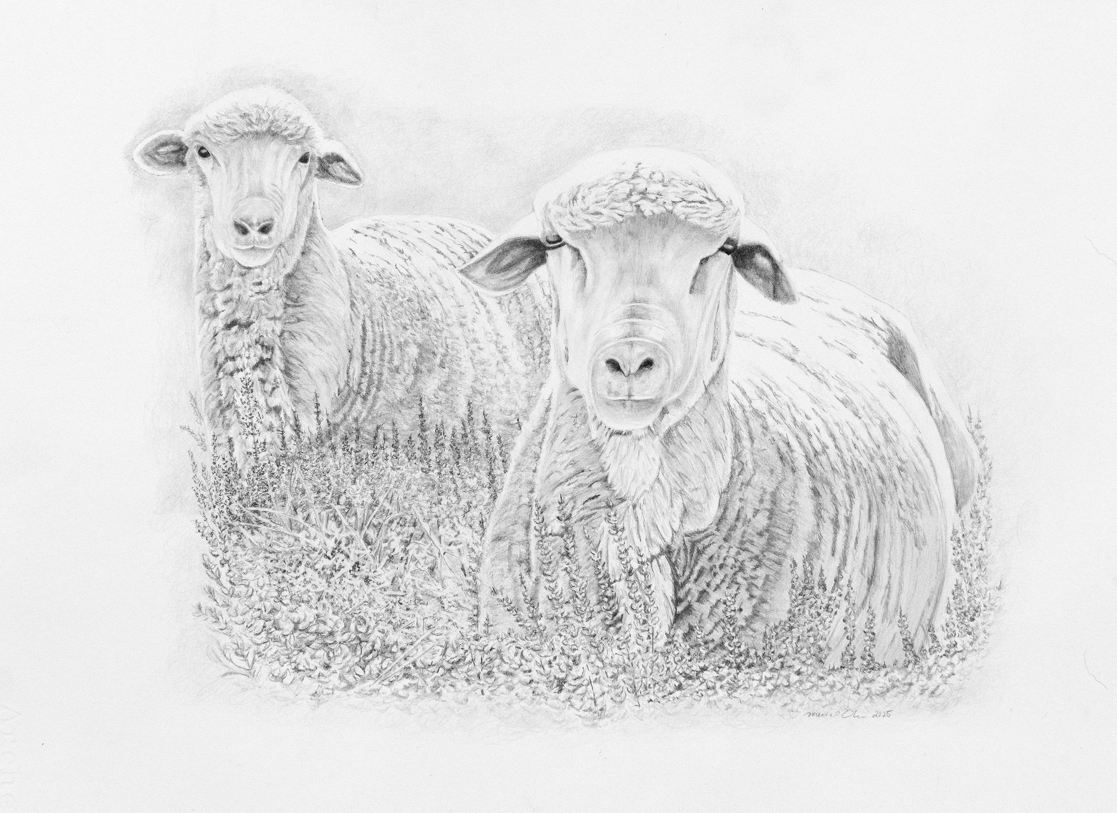 Sheep