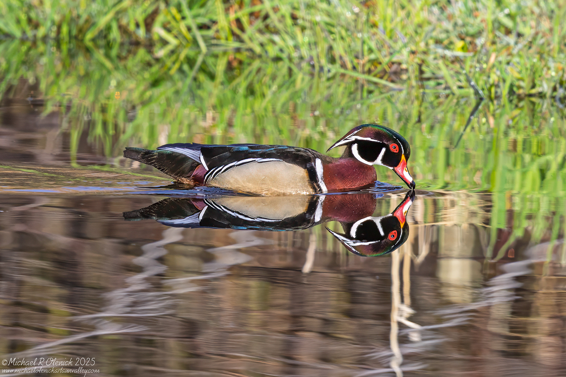 Wood Duck Drake