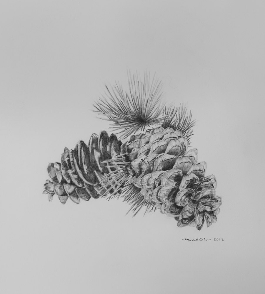 LImber PIne Cones