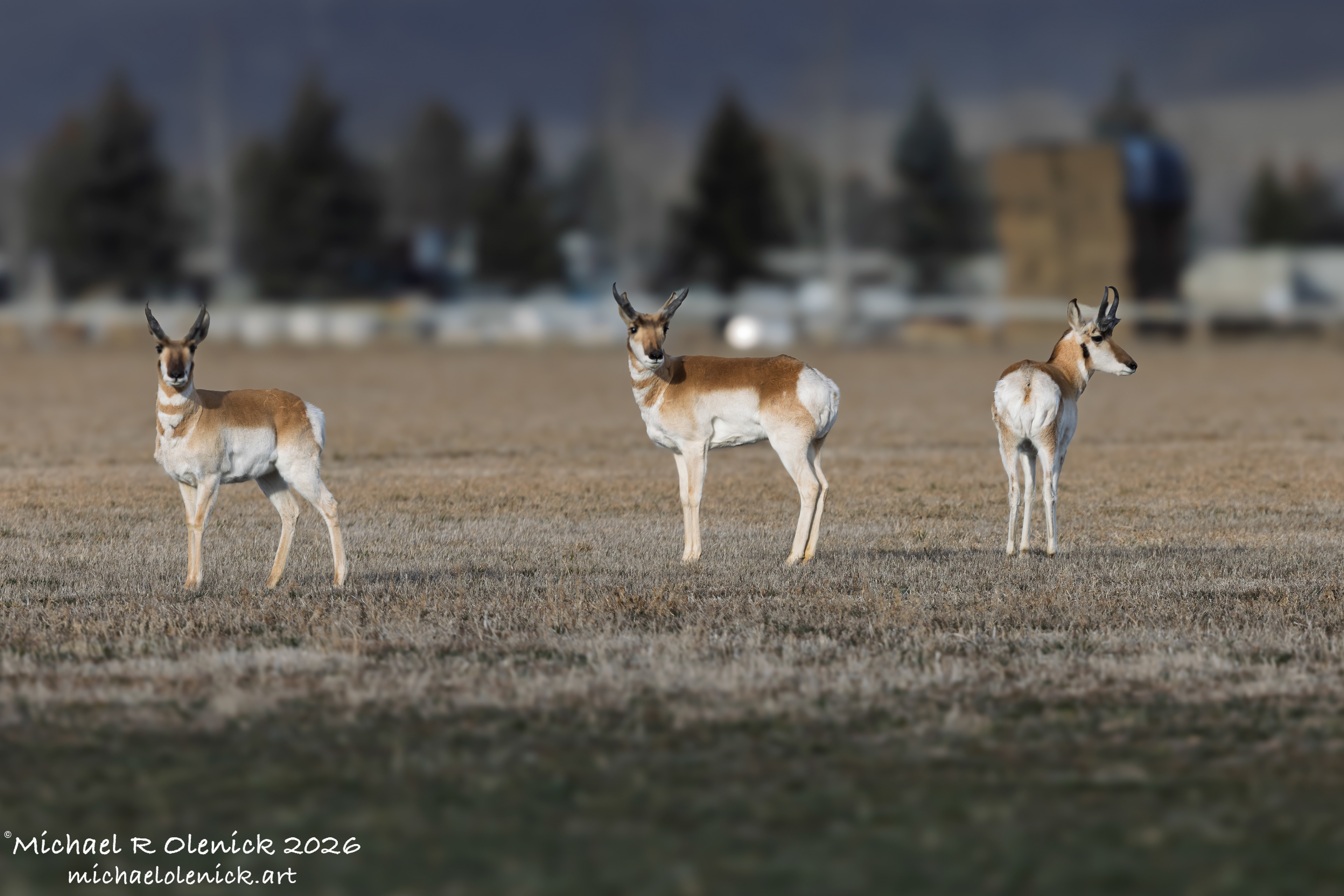 Pronghorn