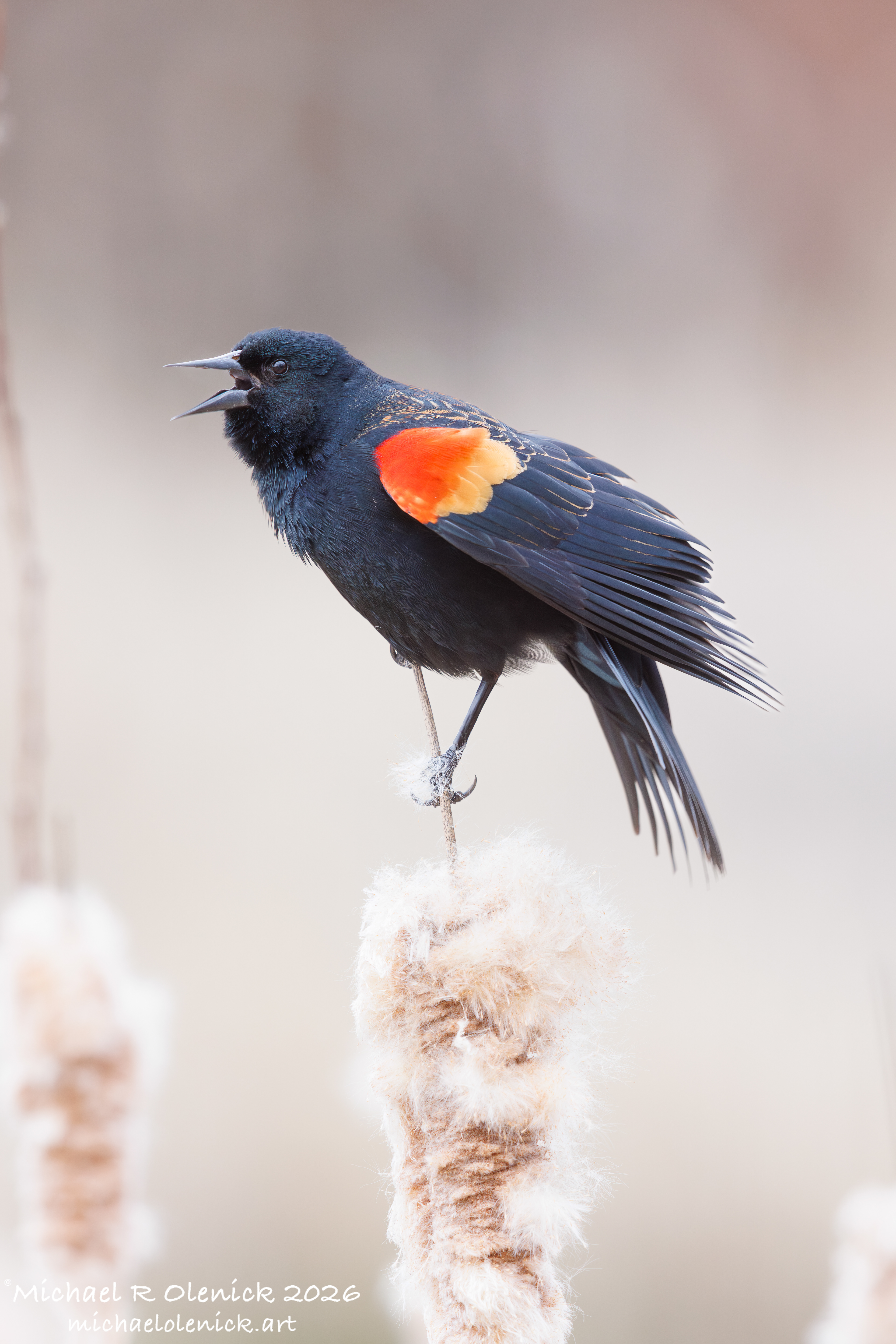 Red-winged Blackbird