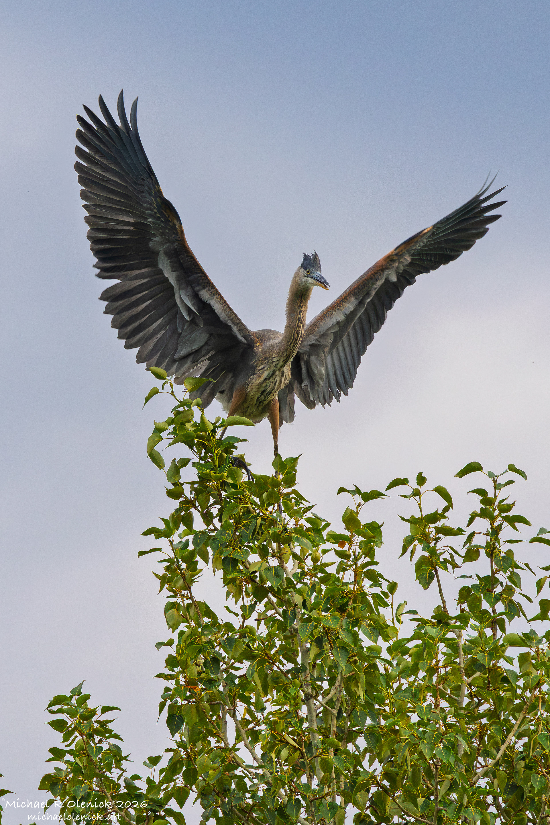 Great-Blue Heron