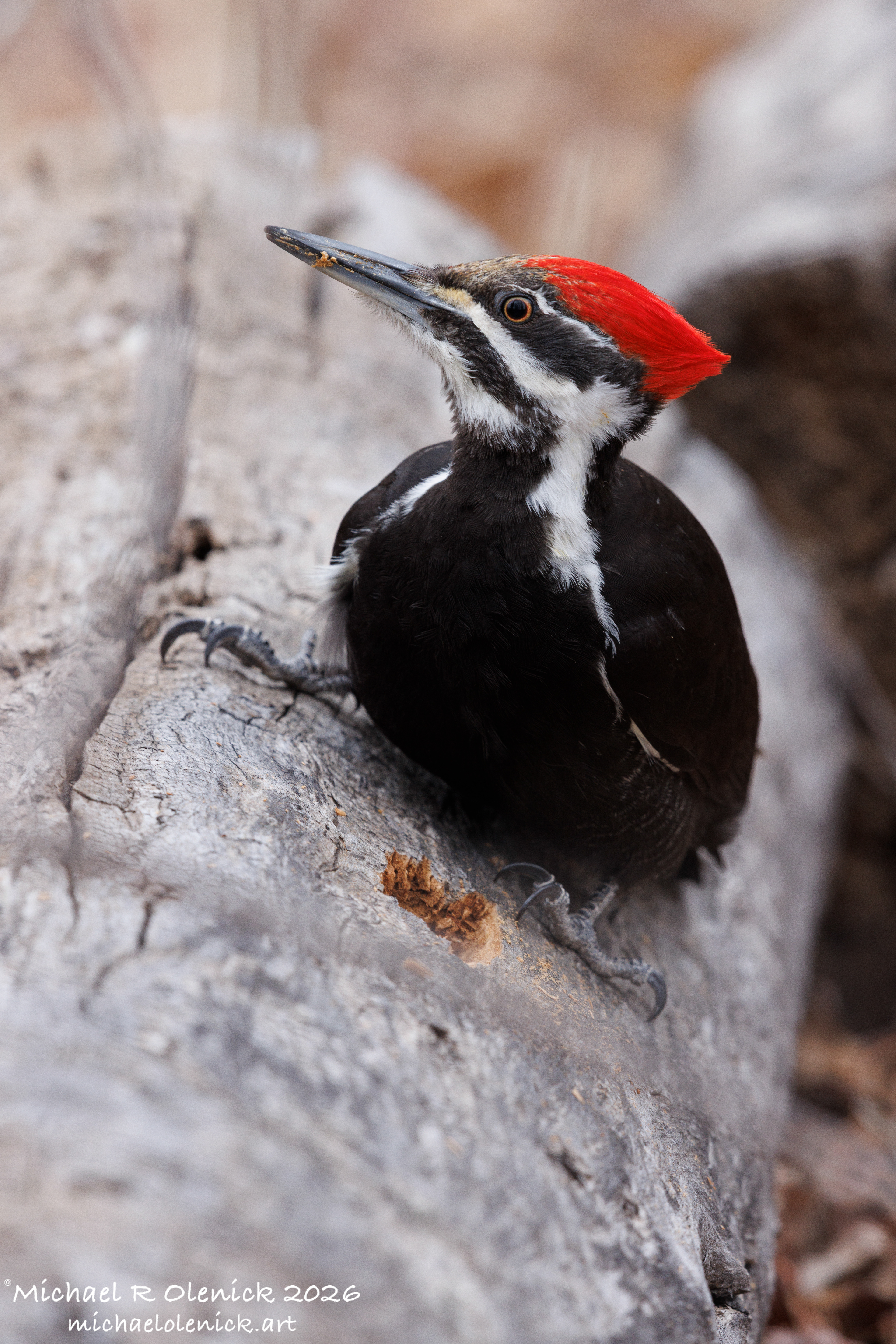 Pileated Woodpecker