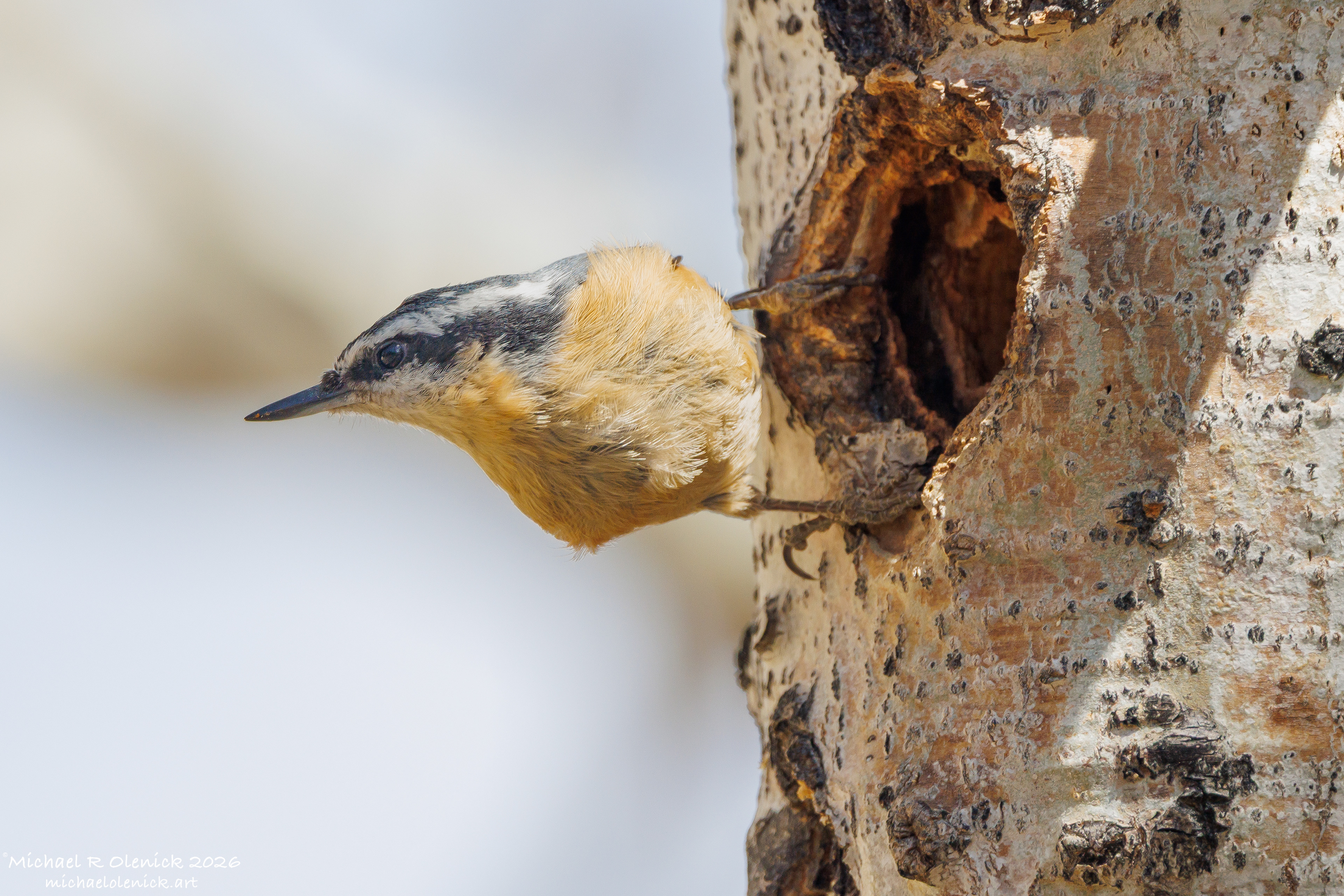 Red-breasted Nuthatch
