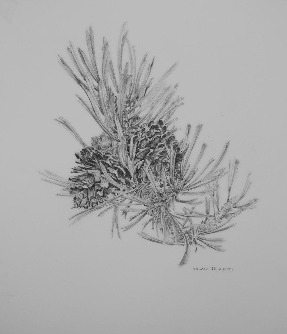 Lodgepole Pine Cones