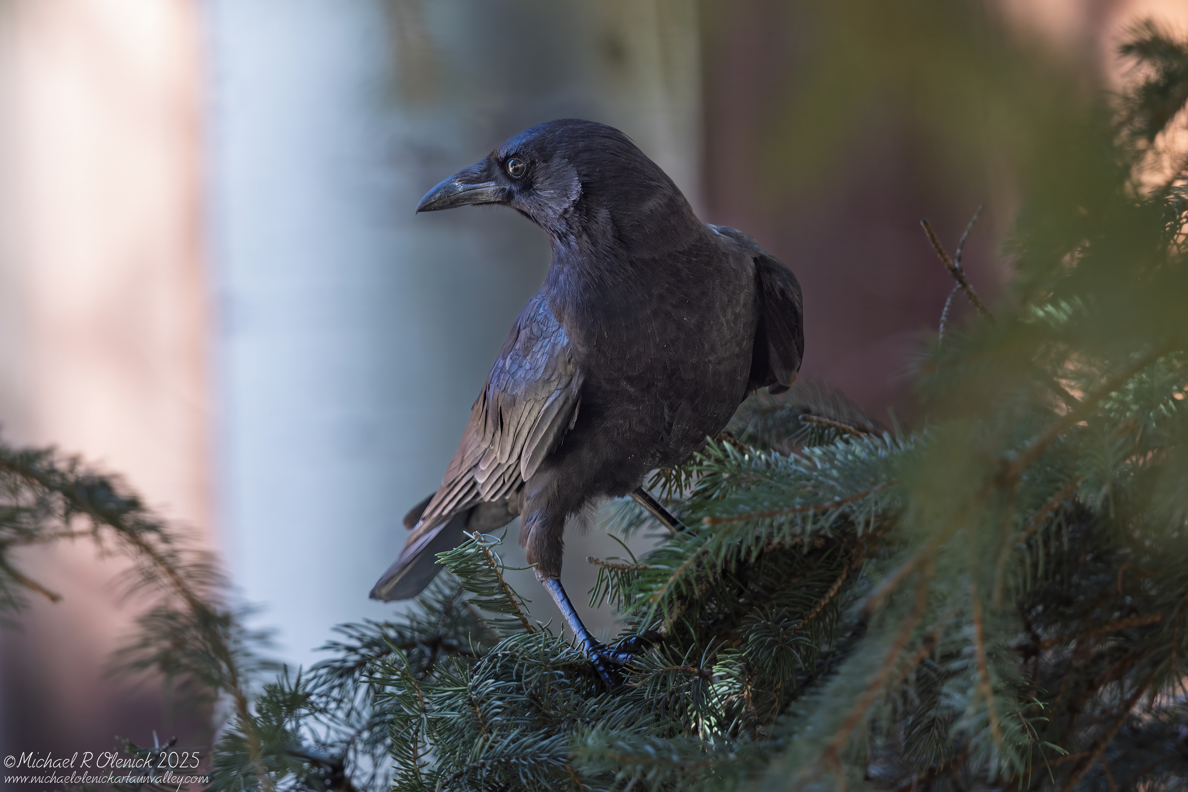 American Crow