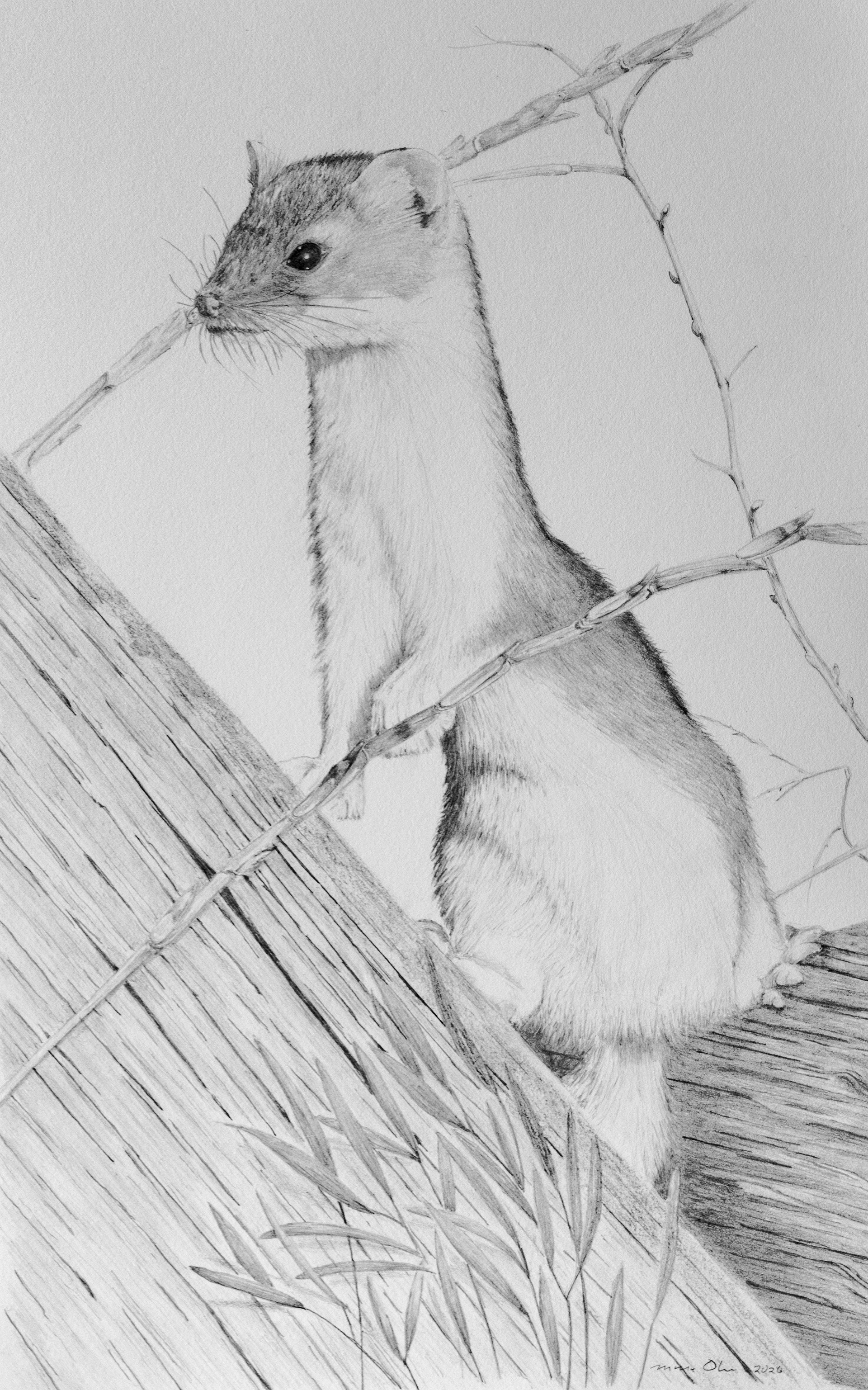 Long-tailed Weasel