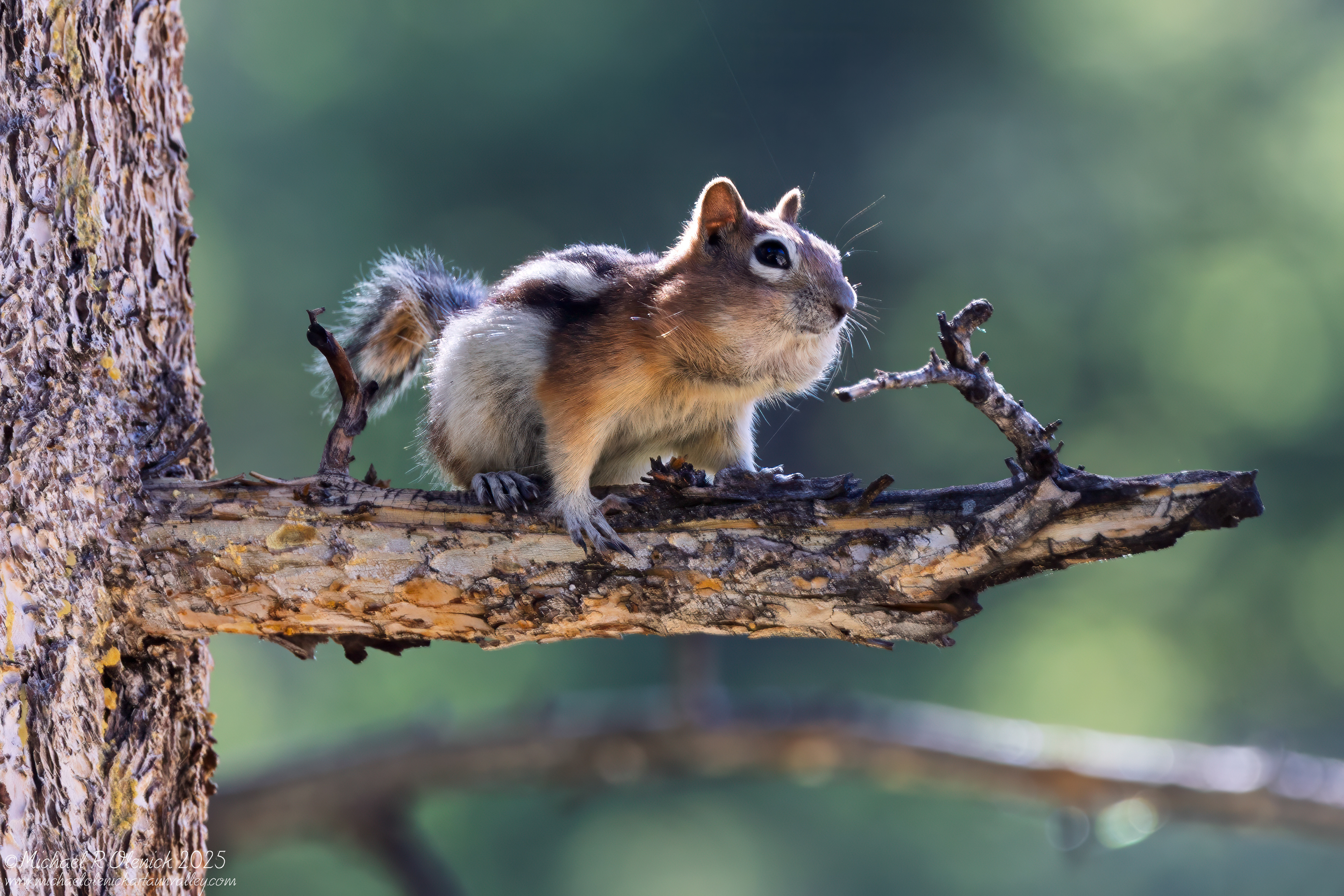 Chipmunk with a Mouth Full