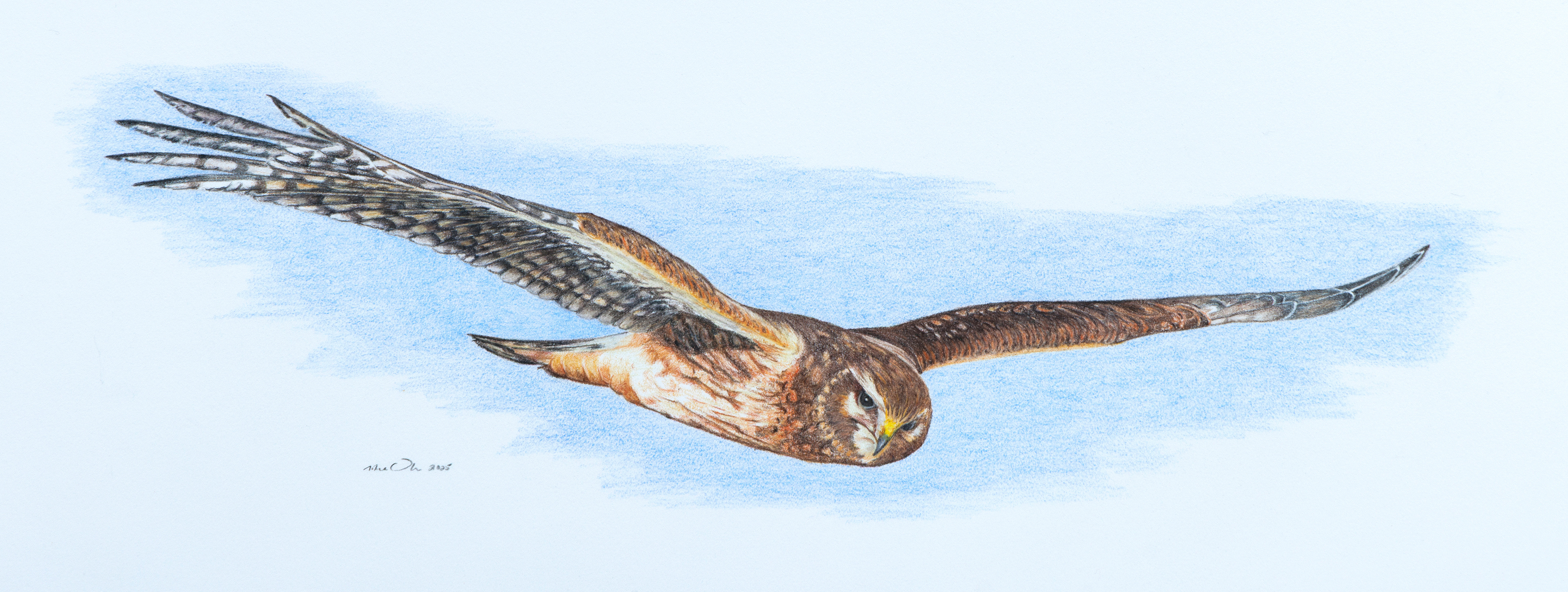 Female Northern Harrier. Colored Pencil