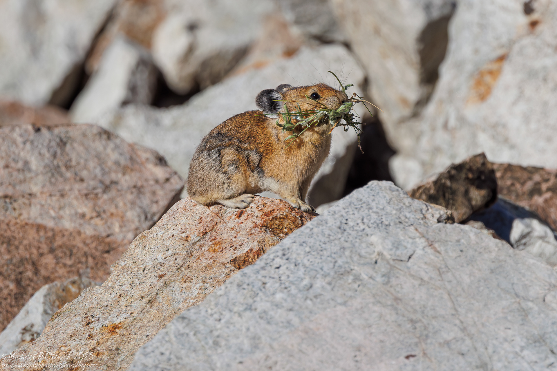 Pika