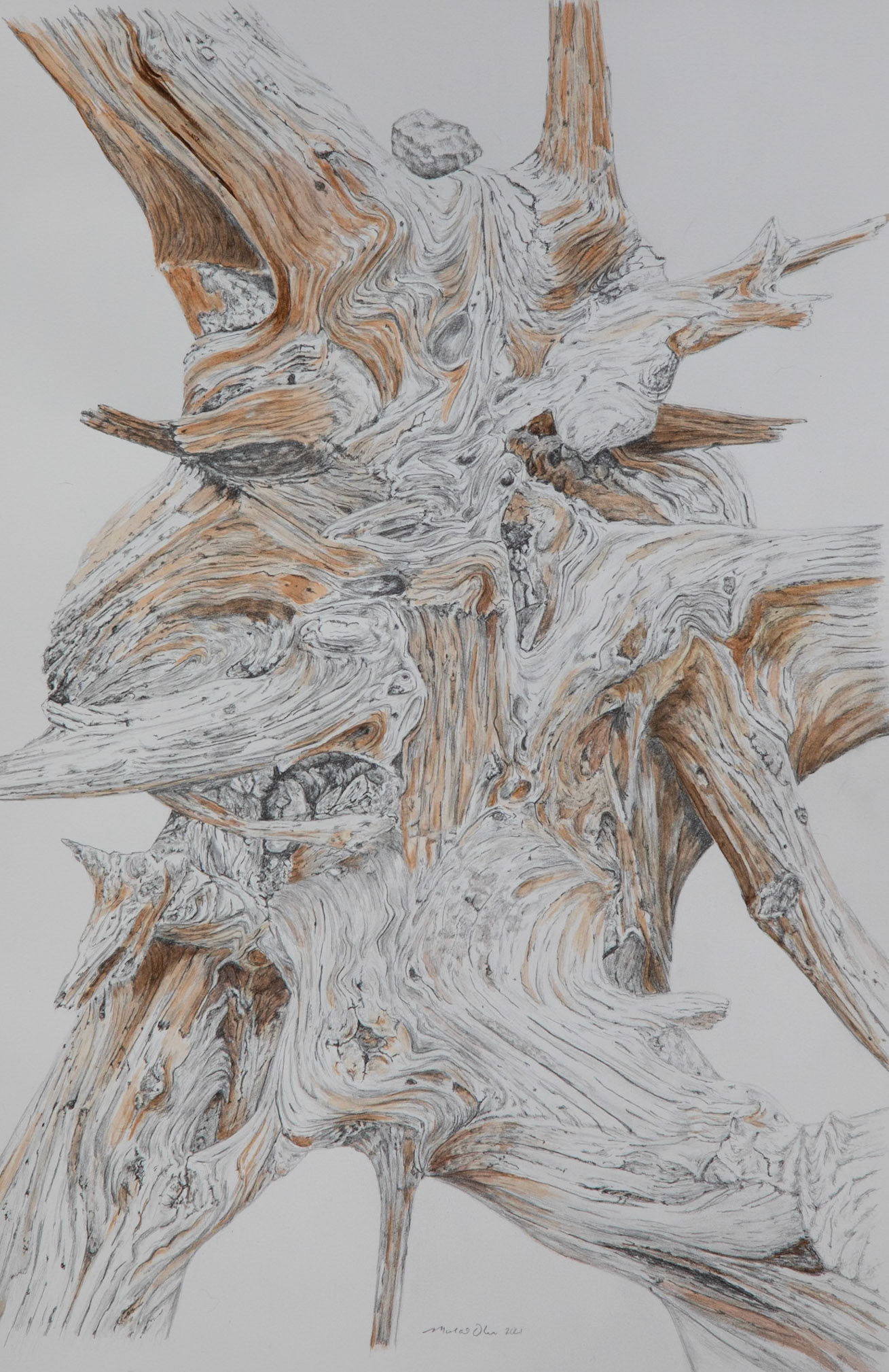 Weathered White Bark Pine Roots