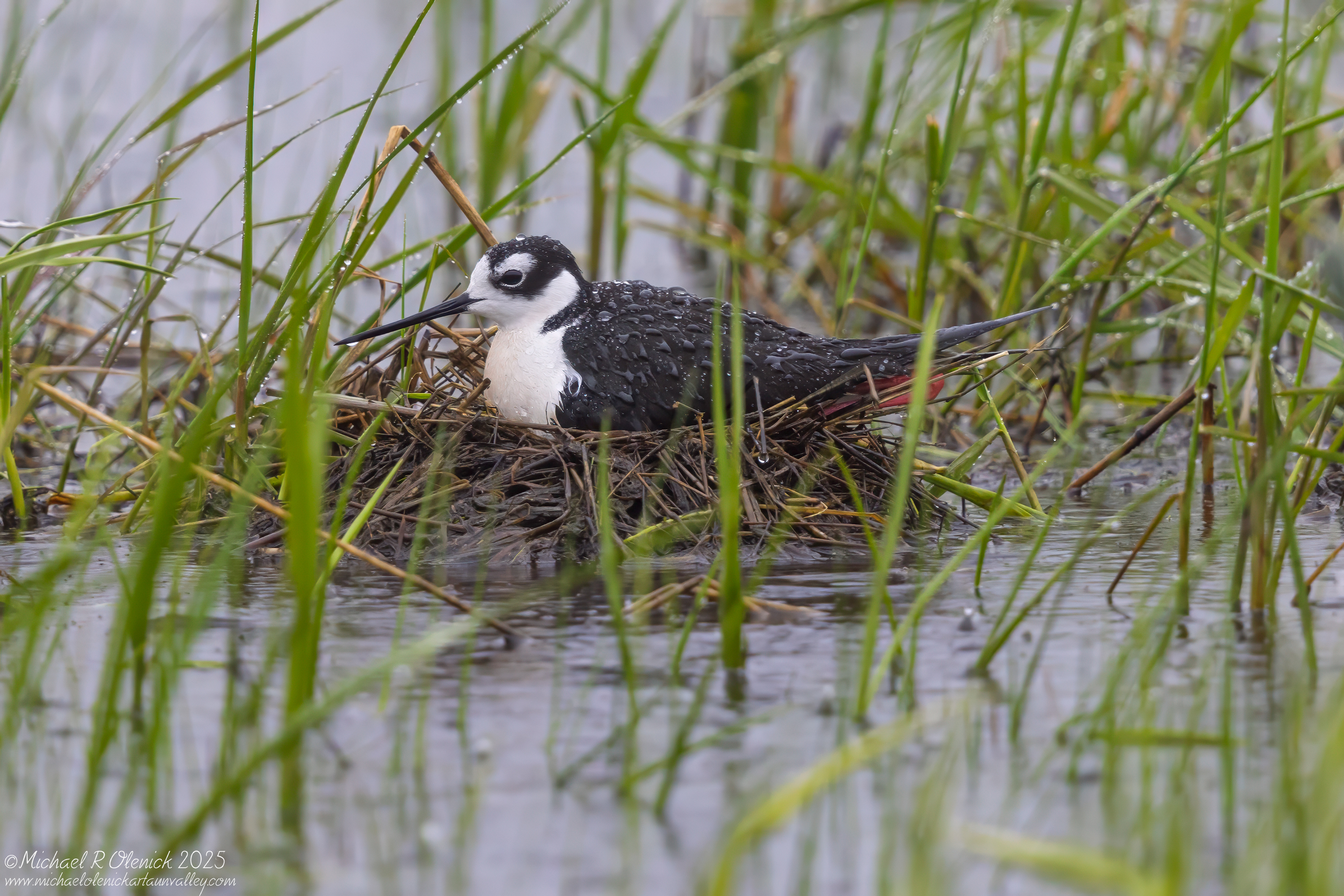 Black-necked Stilt on Nest