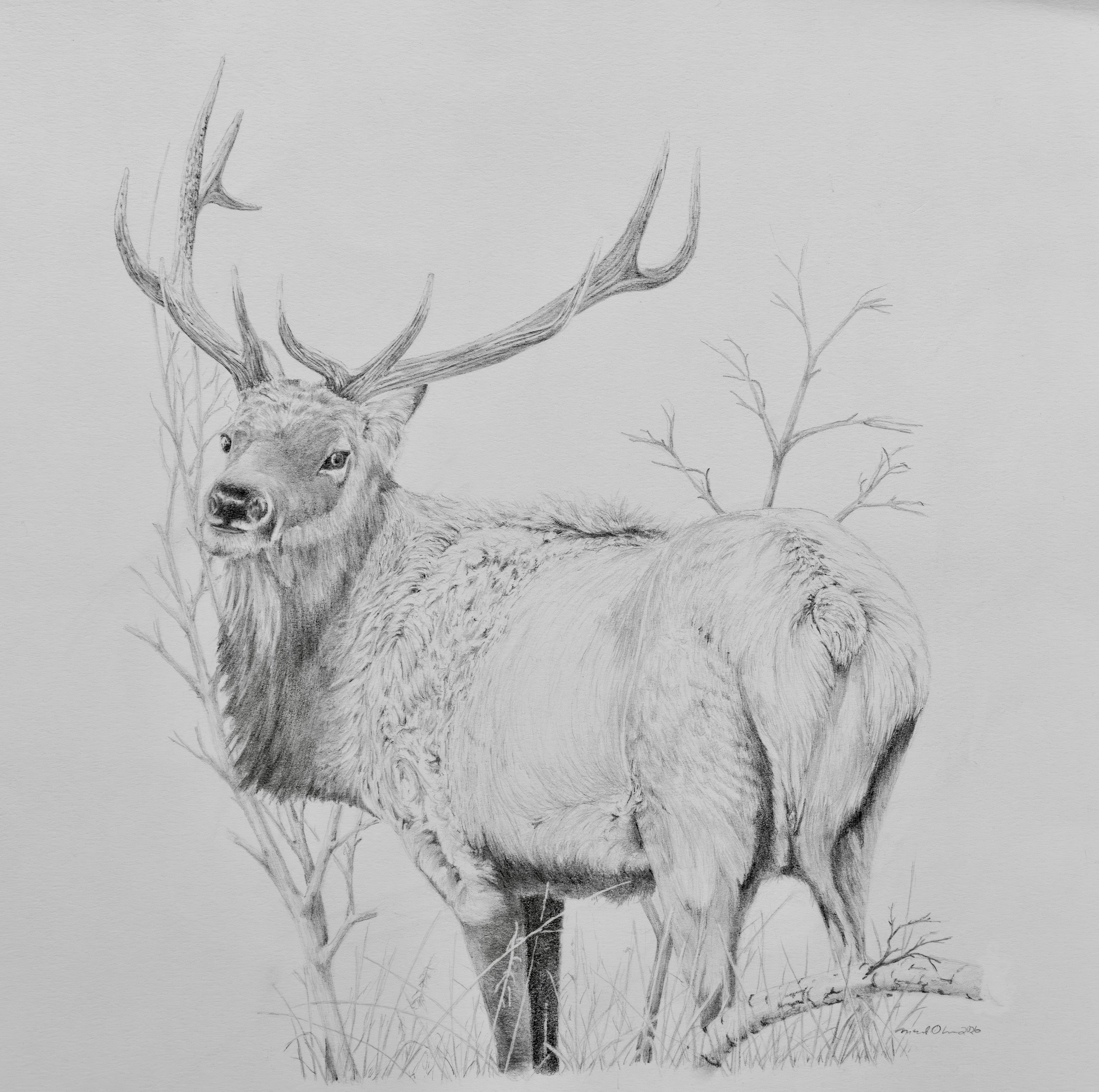 6-Point Bull Elk