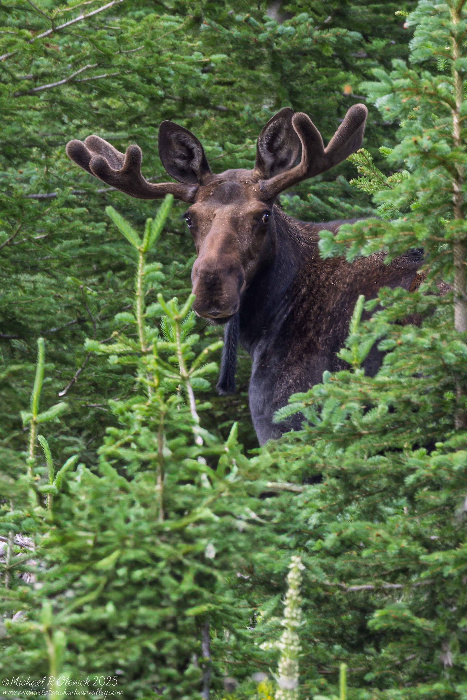 Bull Moose in Velvet