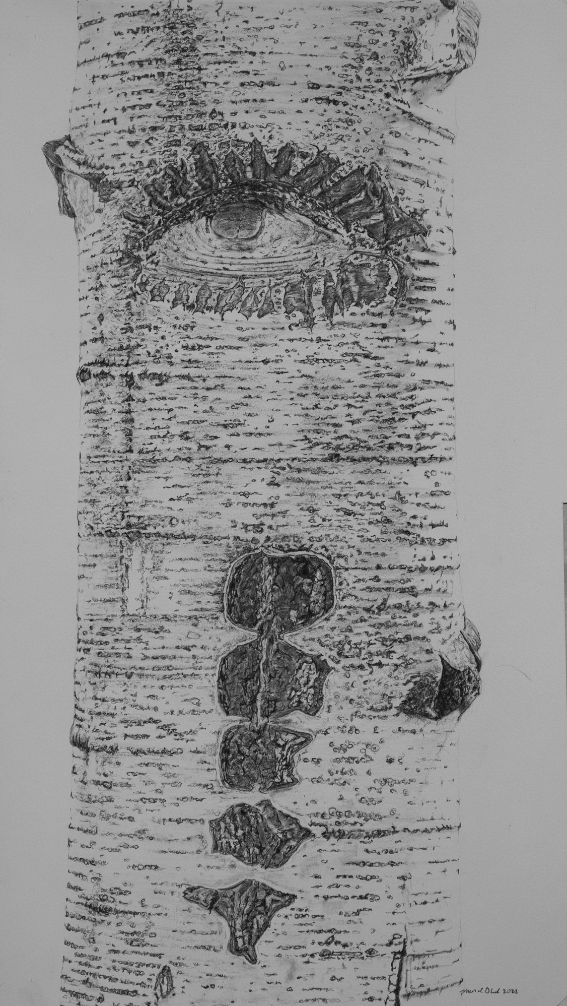 Arborglyph #15, Muldoon Canyon