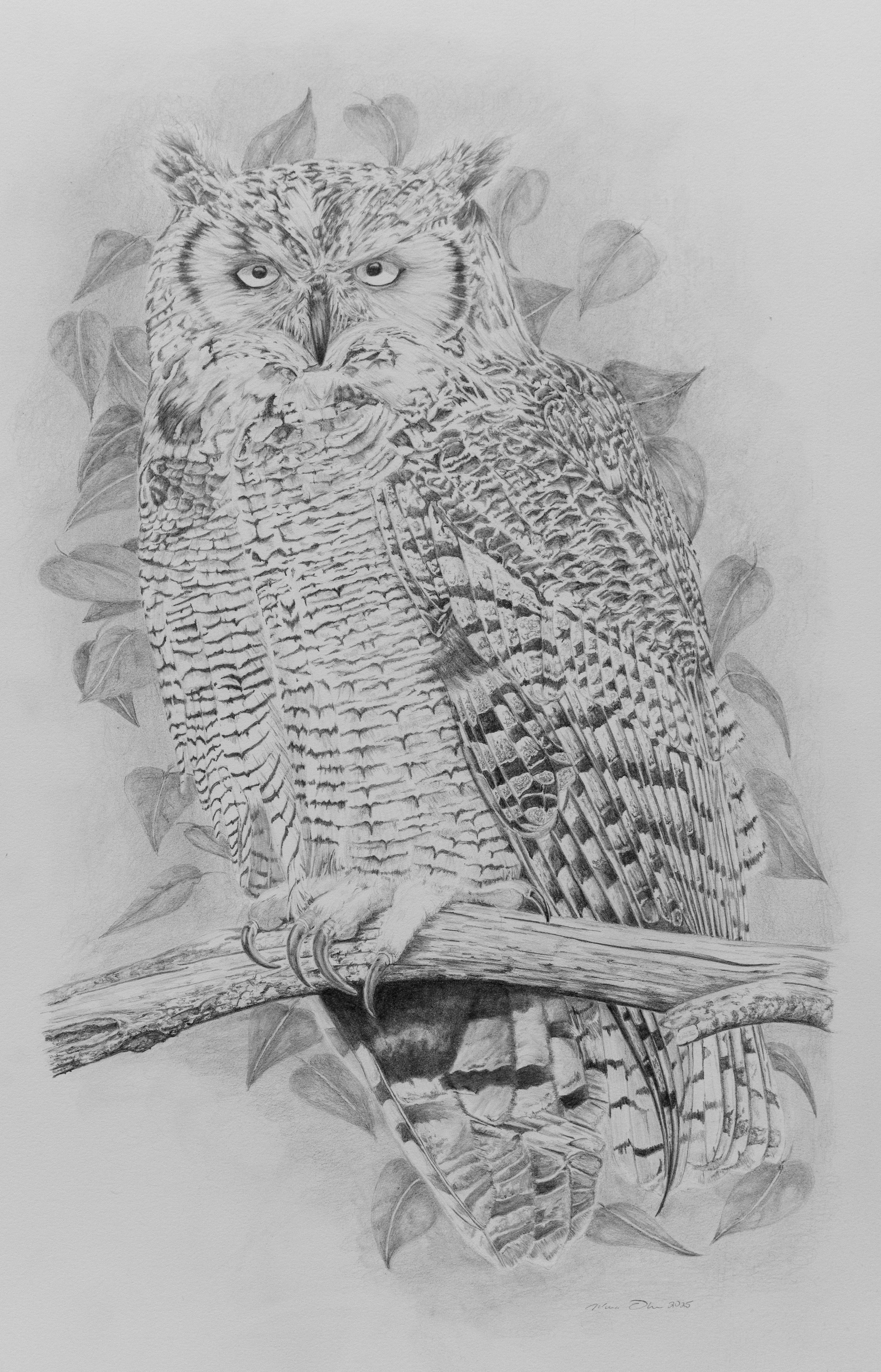 Great Horned Owl
