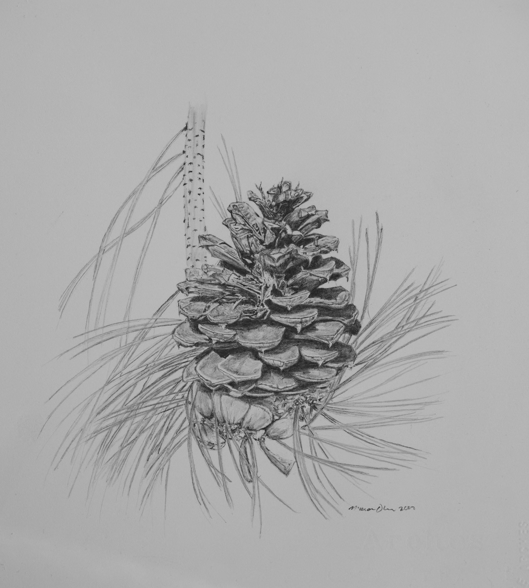 Ponderosa Pine Cone