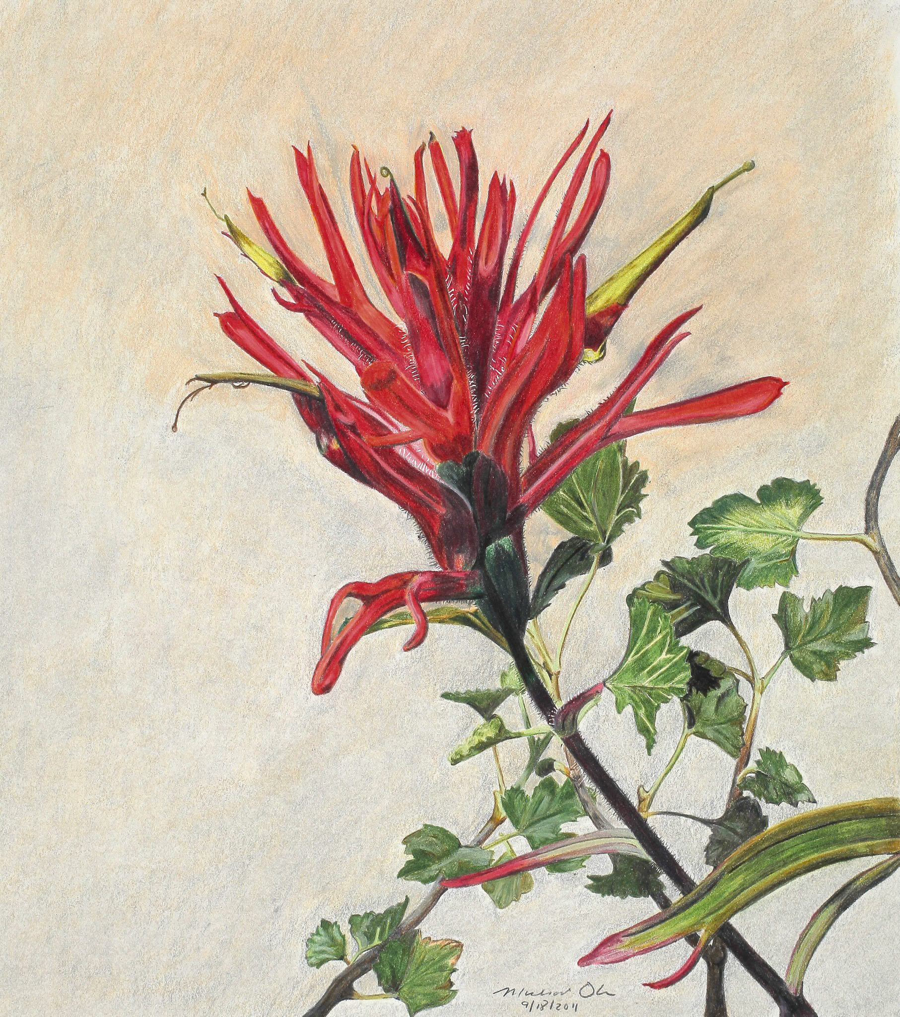 Rocky Mountain Paintbrush