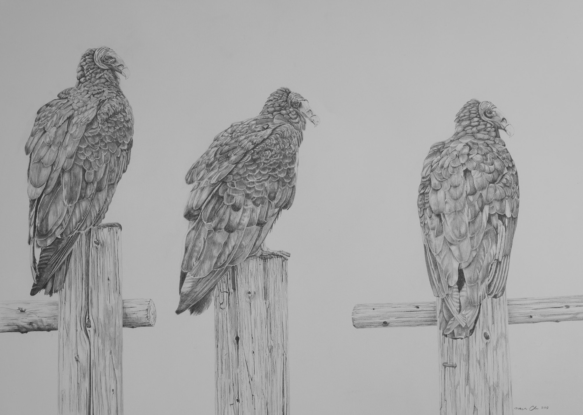 Turkey Vultures on Posts