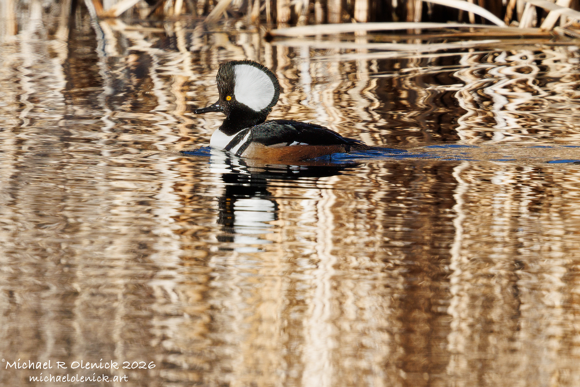 Hooded Merganser