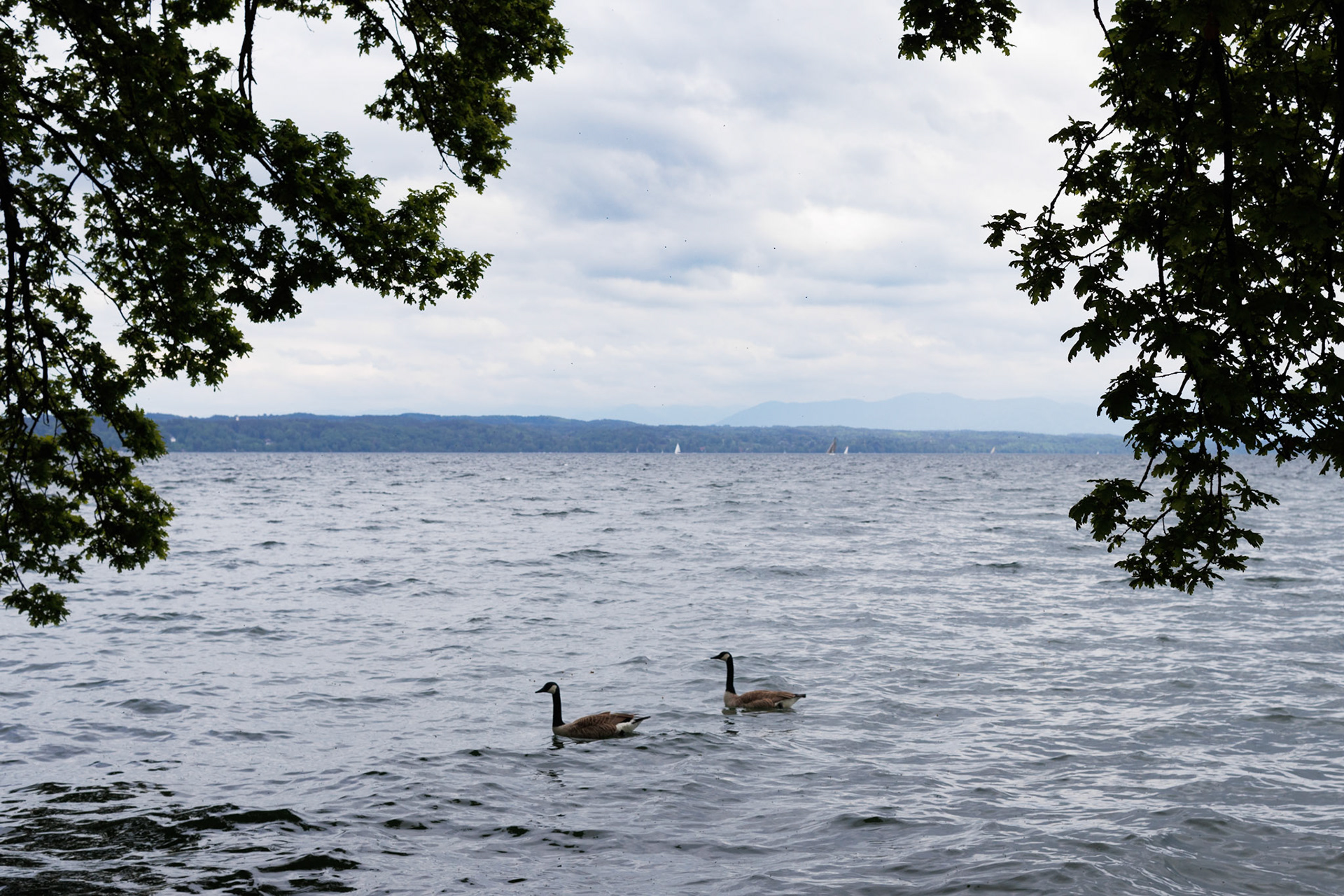 Pair of geese floating on the Starnbergersee