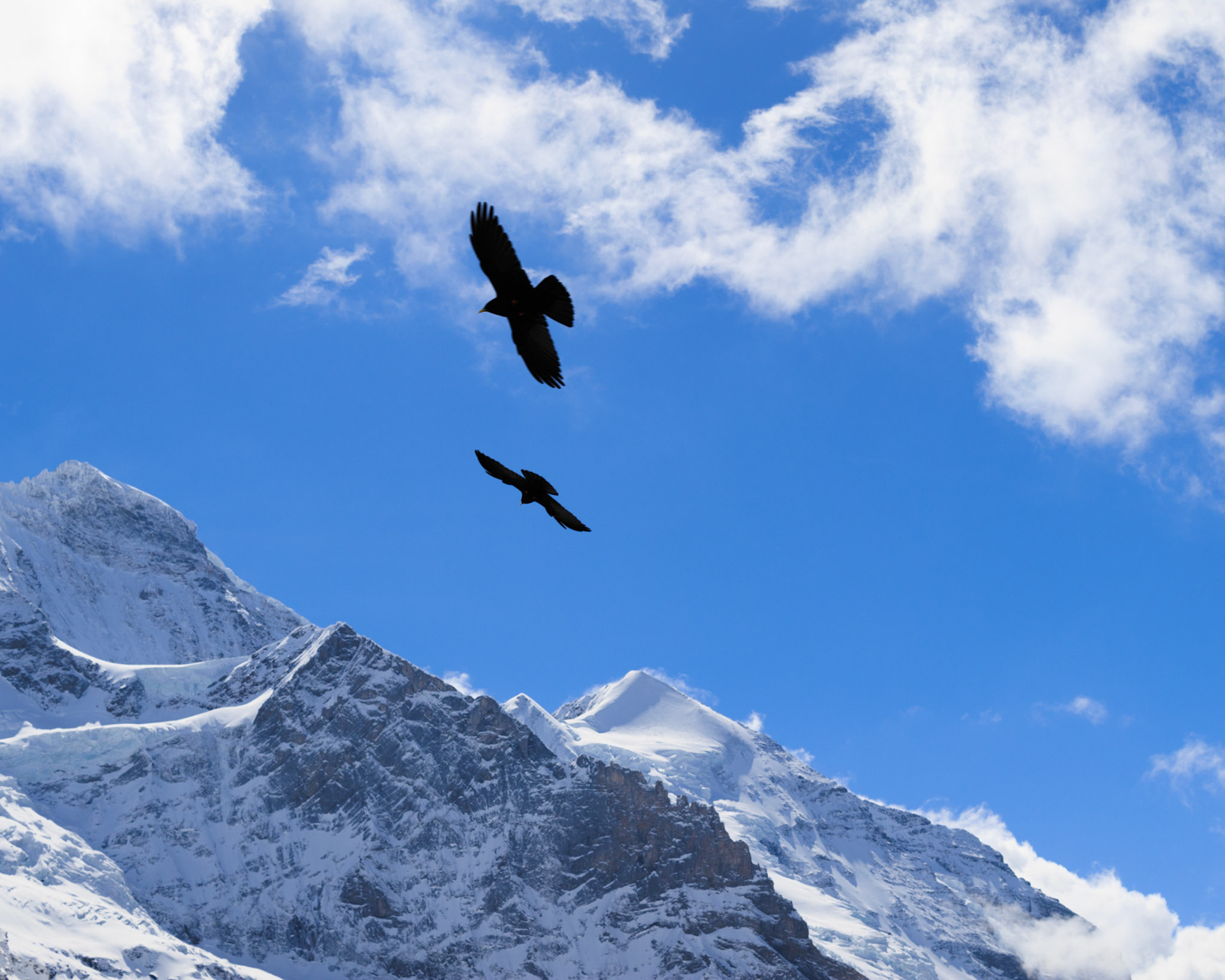 Birds enjoying freedom on Eigergletscher