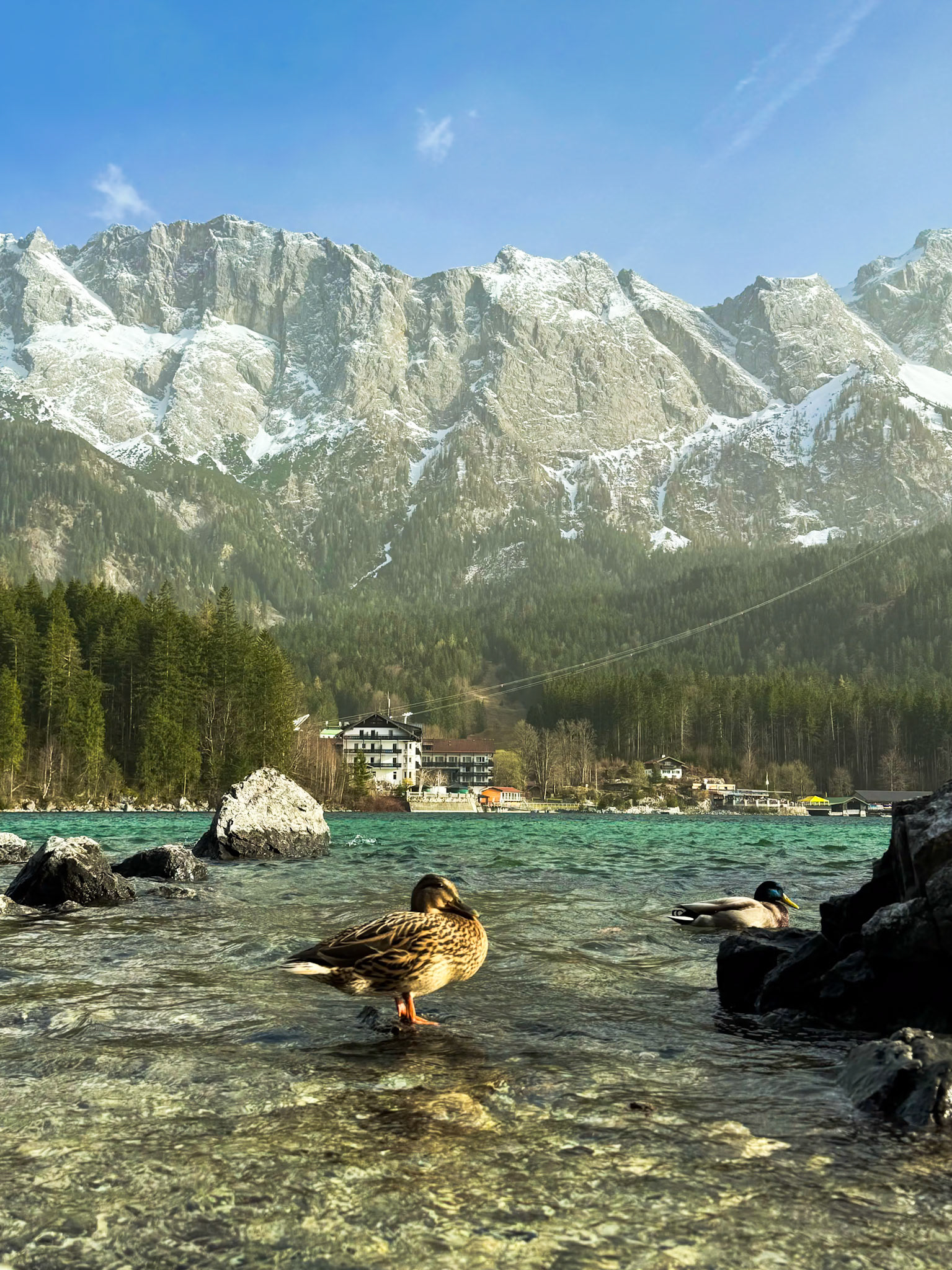 Ducks chilling in the Eibsee