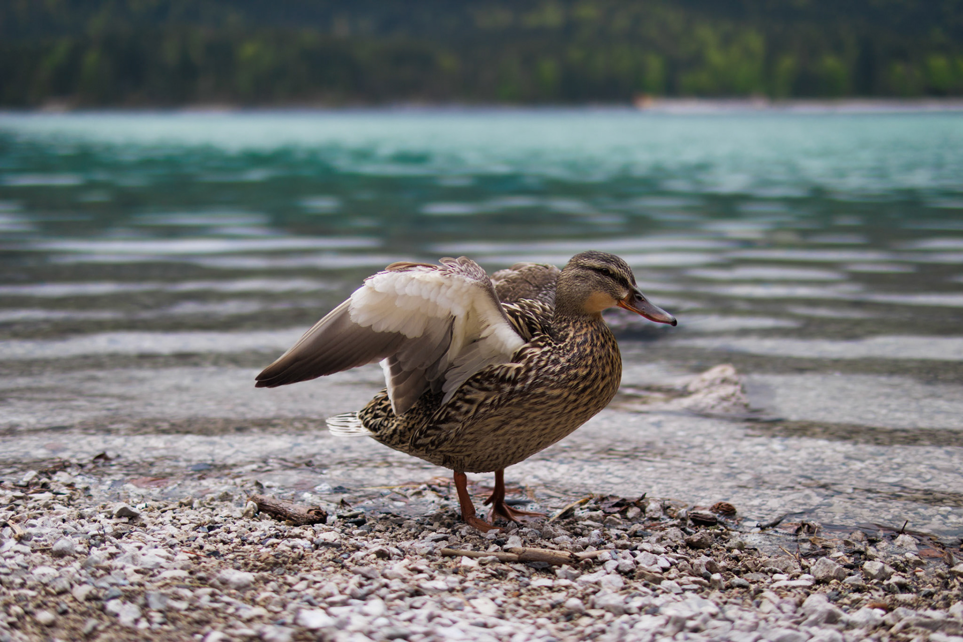 Wild duck spreading its wing at Eibsee