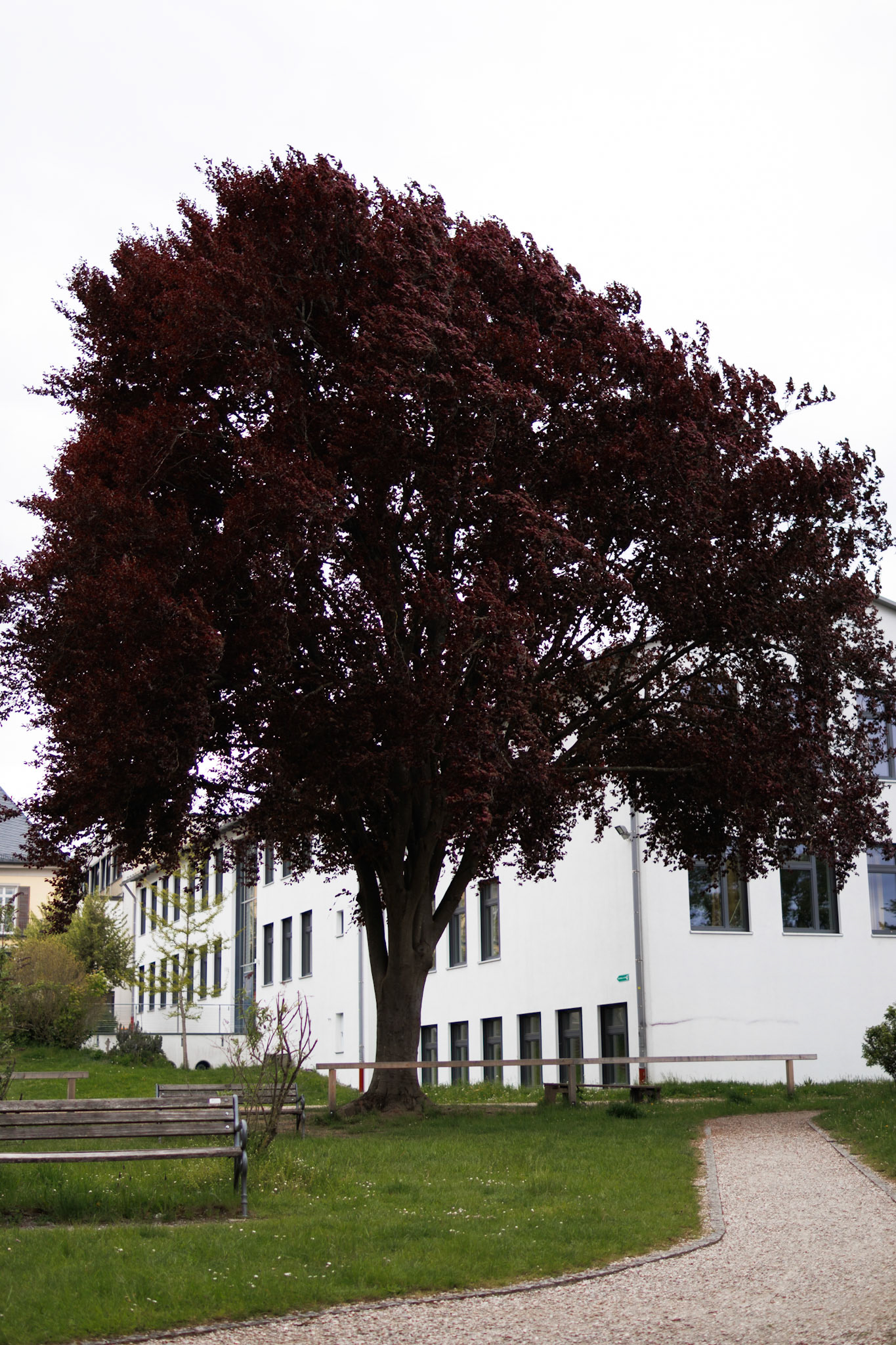 Crimson-colored tree in Tutzing near Munich