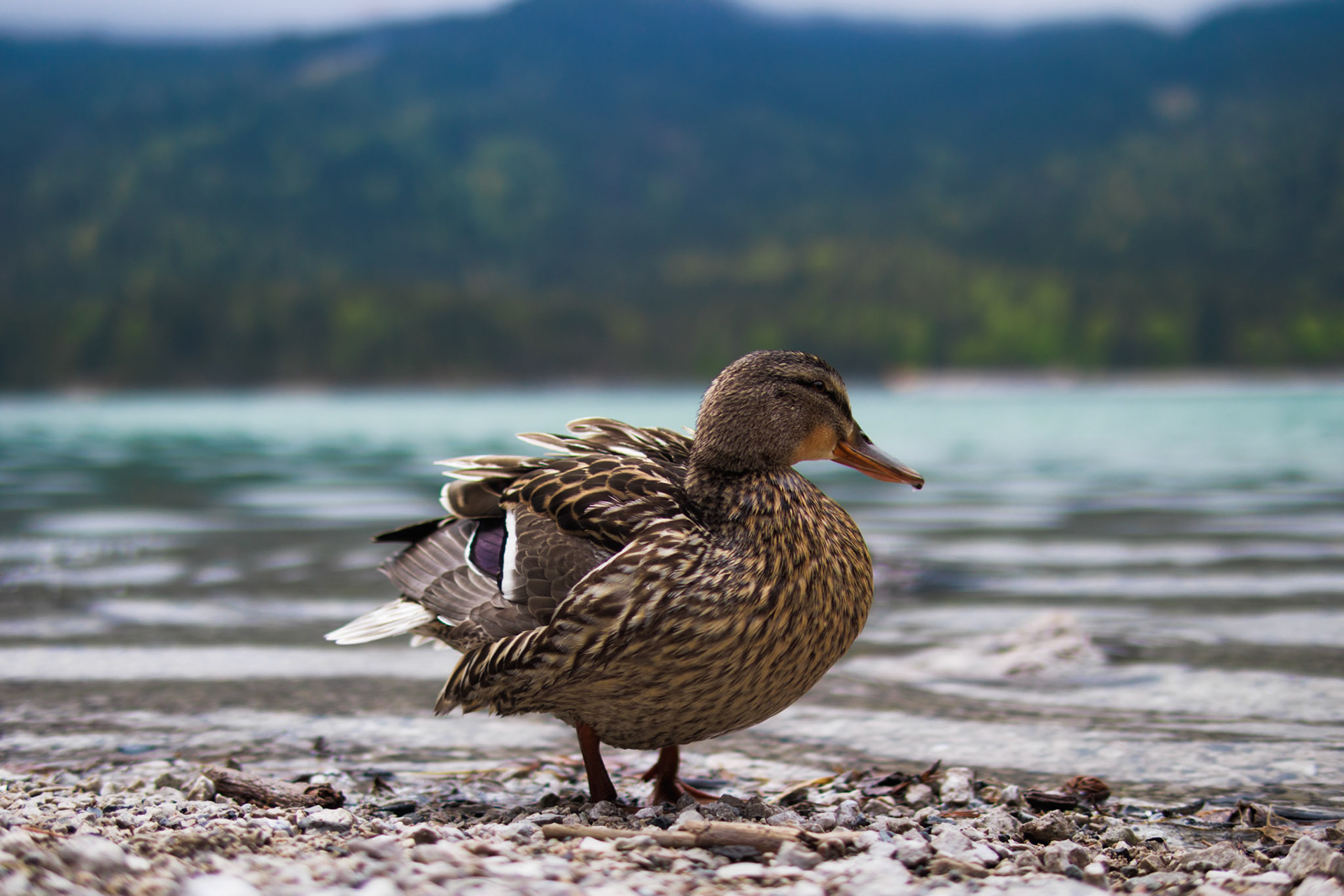 Wild duck at Eibsee, Garmisch-Partenkirchen