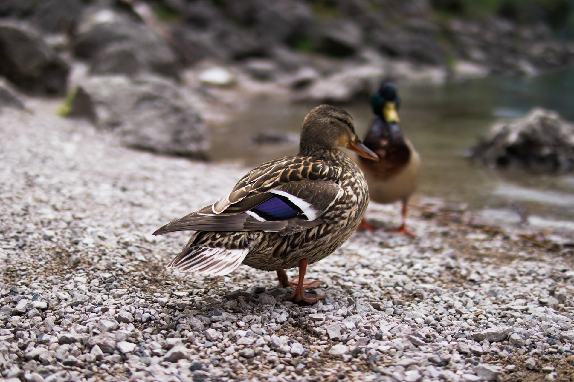 Pair of wild ducks at Eibsee