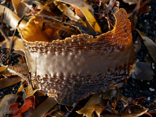 Retrouvailles côtières Islande, Reykjavik, Seltjarnarnes