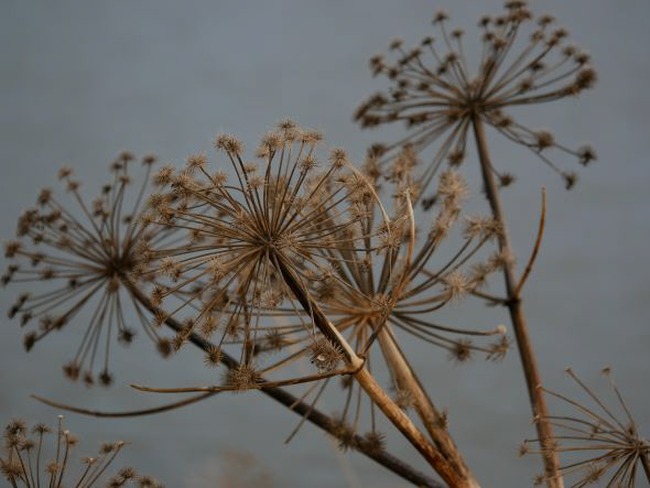 Retrouvailles côtières Islande, Reykjavik, Seltjarnarnes