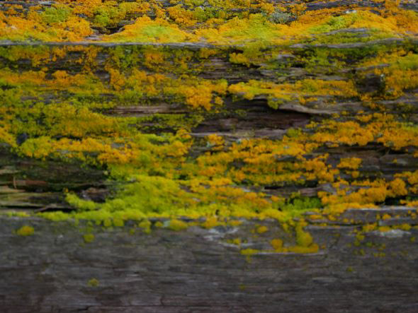 Retrouvailles côtières Islande, Reykjavik, Seltjarnarnes
