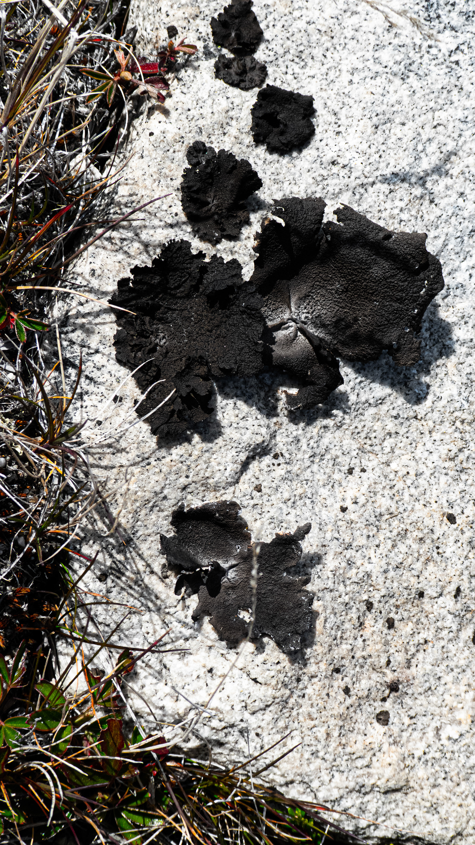Nanortalik, Groenland, août 2019 / Nanortalik, South Greenland, August 2019