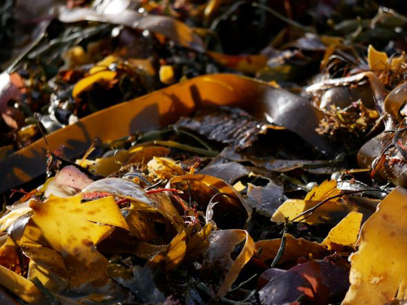 Seltjarnarnes, Reykjavik