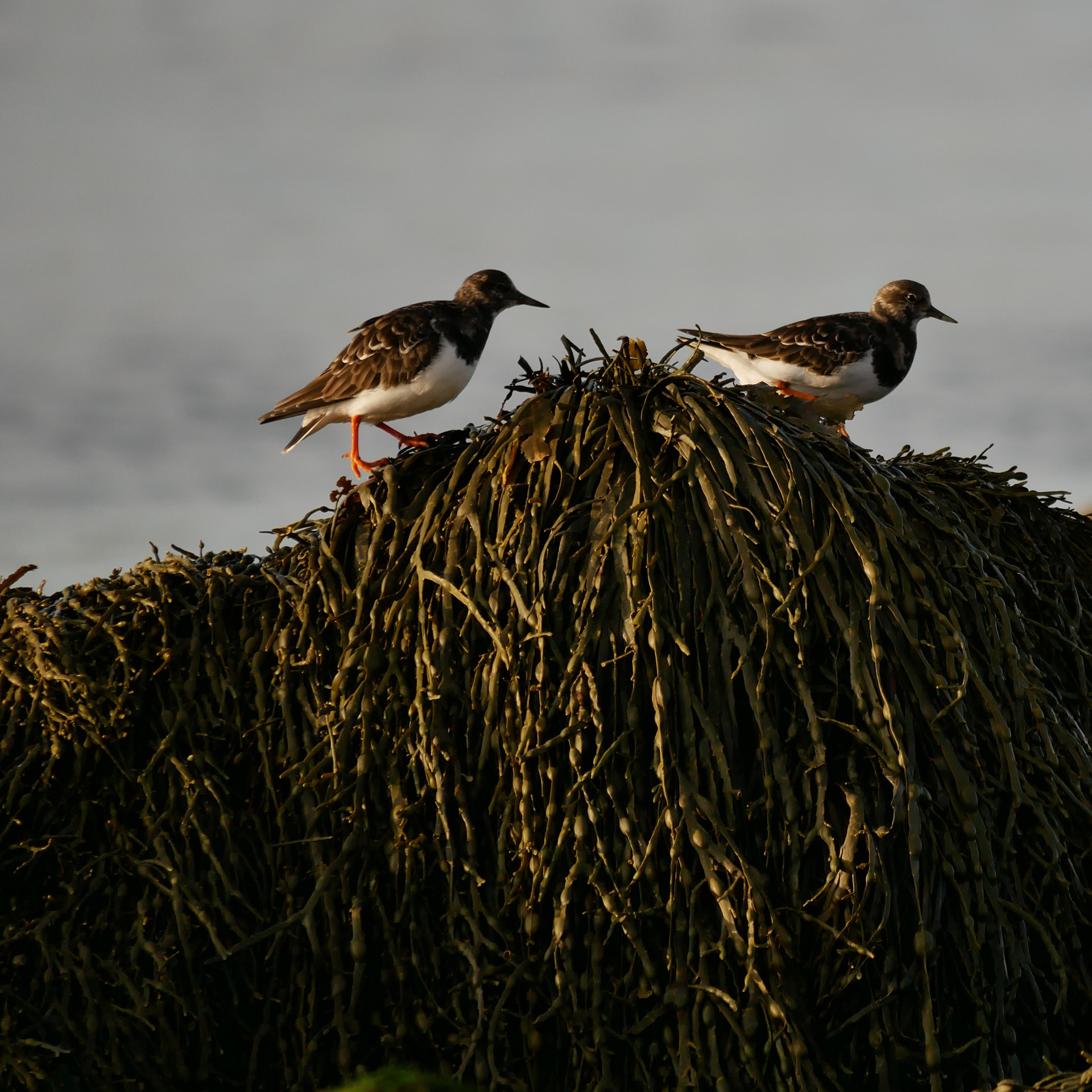 Retrouvailles côtières Islande, Reykjavik, Seltjarnarnes