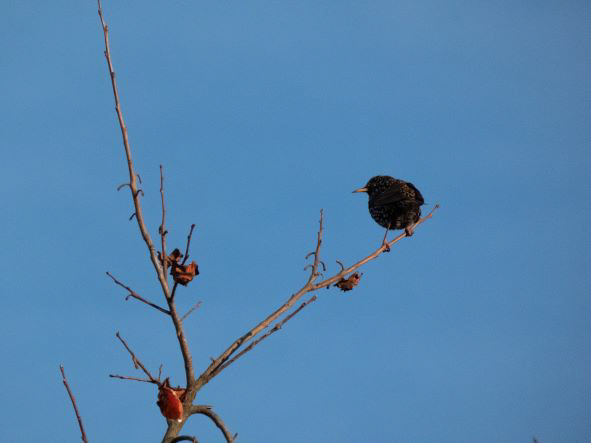 Manoir de la Groye, Pays de la Loire, France, janvier 2021 / January 2021
