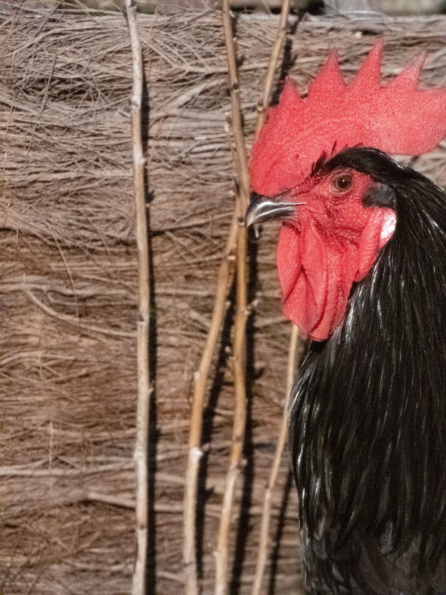 Manoir de la Groye, Pays de la Loire, France, janvier 2021 / January 2021