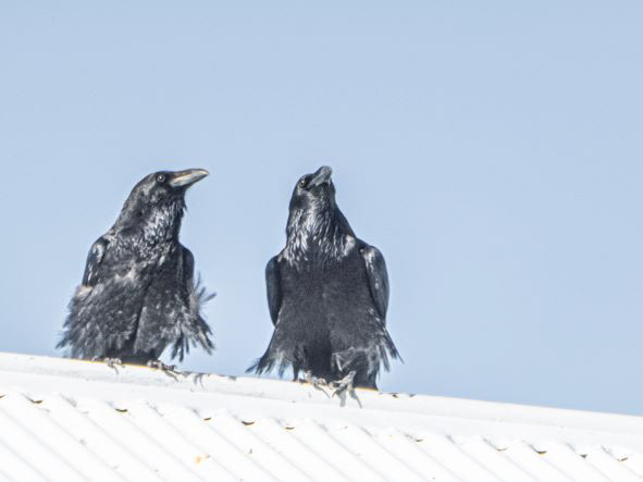 Fjords du nord-ouest, Islande, septembre 2019 / Vestfirðir / Westfjords, Iceland, September 2019
