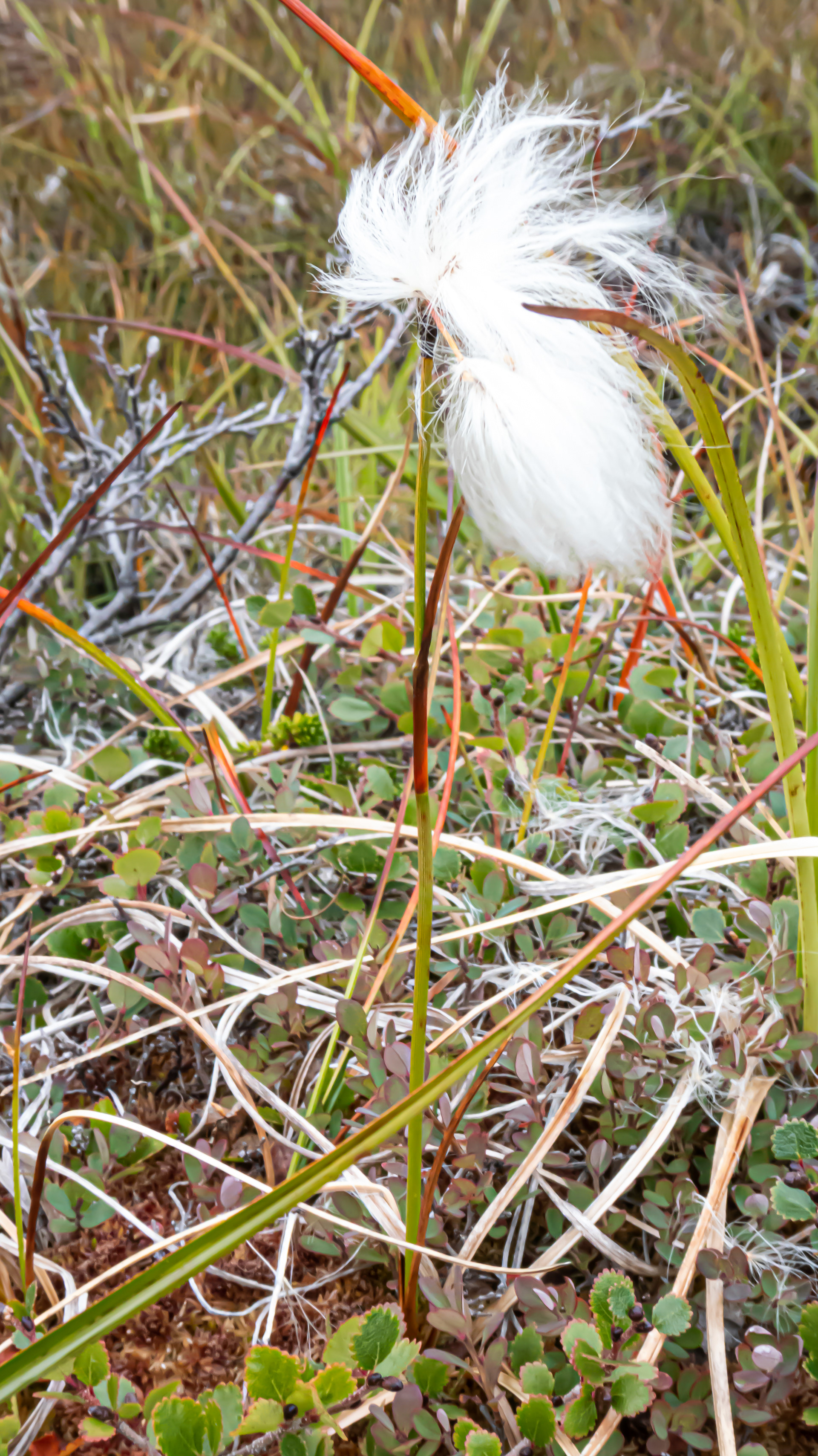 Nanortalik, Groenland, août 2019 / Nanortalik, South Greenland, August 2019