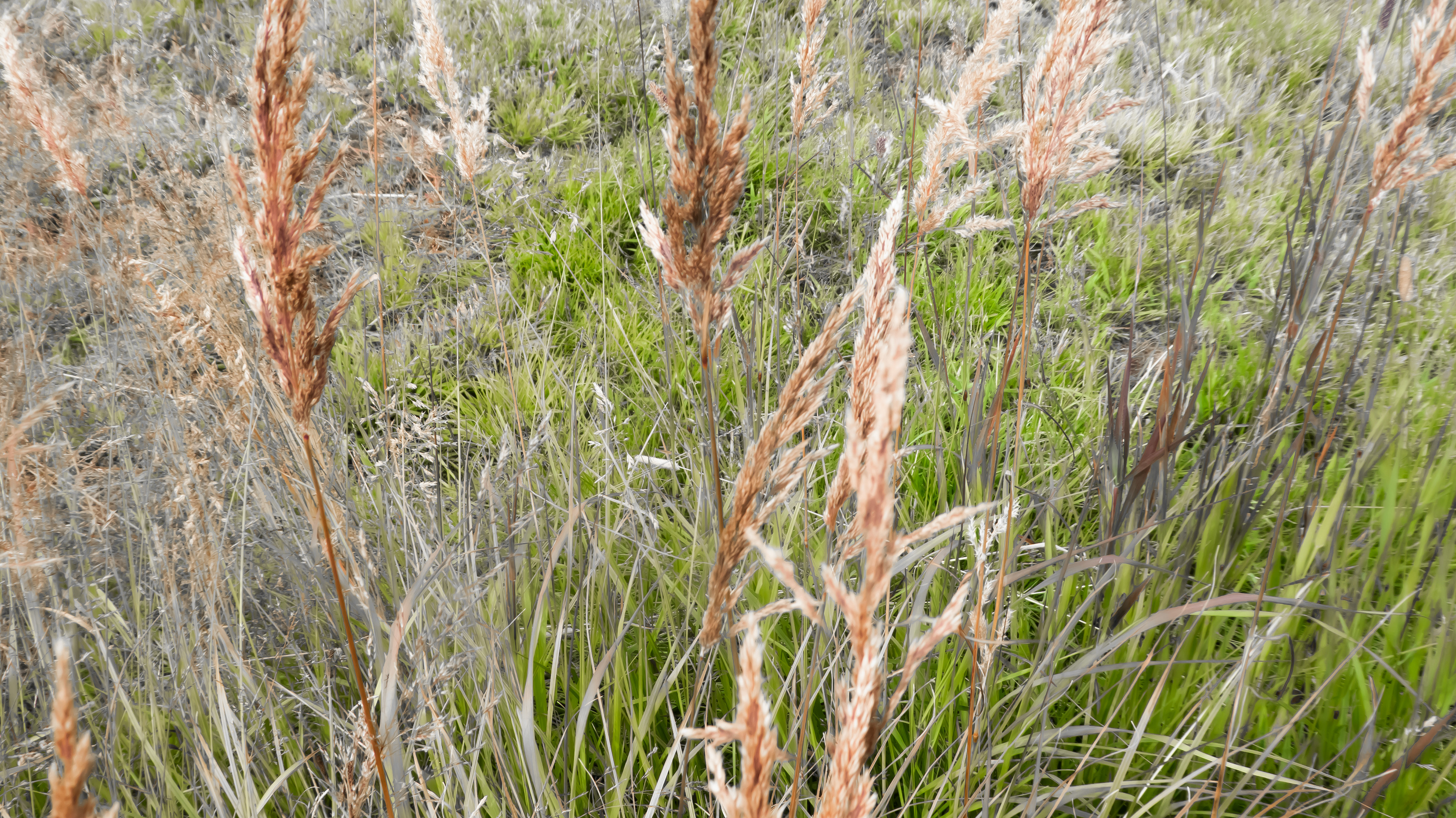 Nanortalik, Groenland, août 2019 / Nanortalik, South Greenland, August 2019